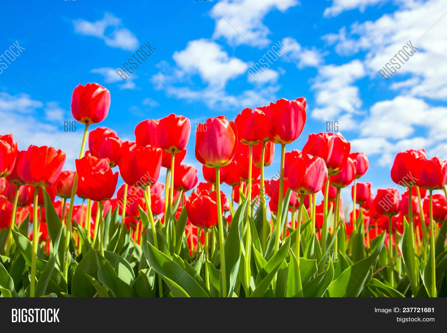 agriculture,background,beautiful,beauty,bloom,blooming,blossom,blossoming,blue,border,botany,bright,colorful,easter,europe,fields,flora,floral,flower,fresh,garden,green,group,growth,holland,landscape,leaf,love,meadow,natural,nature,netherlands,outdoor,park,petal,plant,red,romantic,rural,season,sky,spring,summer,sunlight,travel,tulips,vibrant,view