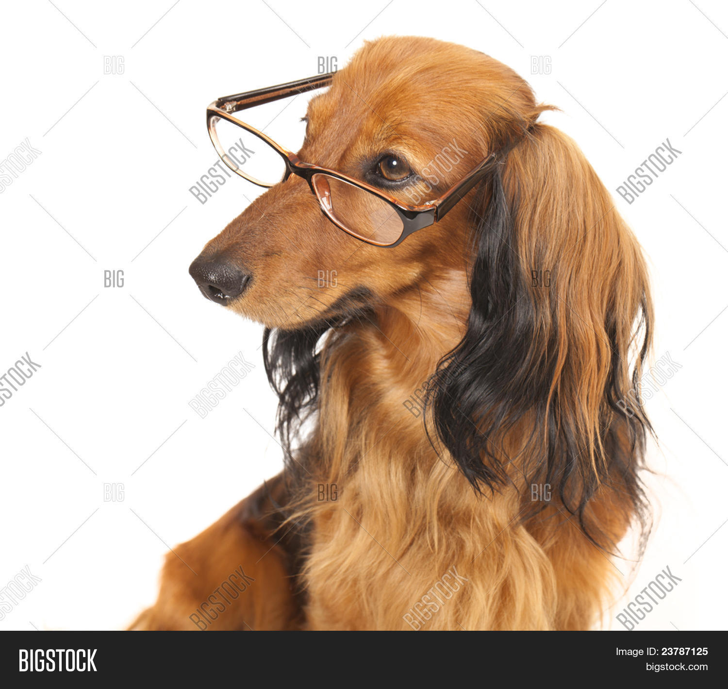 Longhaired Dachshund Glasses On The Face 23787125 Image