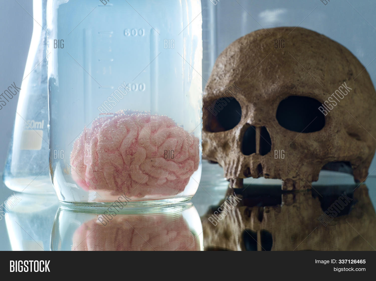 analysis,anatomy,autopsy,beaker,biology,bones,brain,carcinogenic,chemical,chemistry,container,discovery,dissection,education,equipment,erlenmeyer,experiment,flasks,fluid,formaldehyde,formalin,glass,glassware,health,hospital,human,jar,lab,laboratory,learning,liquid,medical,medicine,method,mind,preservative,preserved,research,sample,science,scientific,skeleton,skull,small,test,test-tube,tool,tube