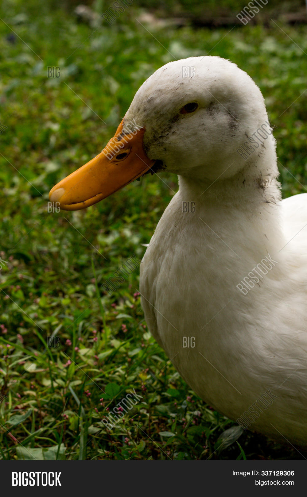 American,Anas,adult,animal,backyard,bird,breeding,cage,cage-free,cute,dirty,domestica,domesticated,duck,egg,farm,free,free-range,freerange,fully-grown,fun,grass,happy,island,long,messy,muddy,nature,outdoors,outside,pekin,peking,platyrhynchos,playing,production,silly,stereotype,yard,young