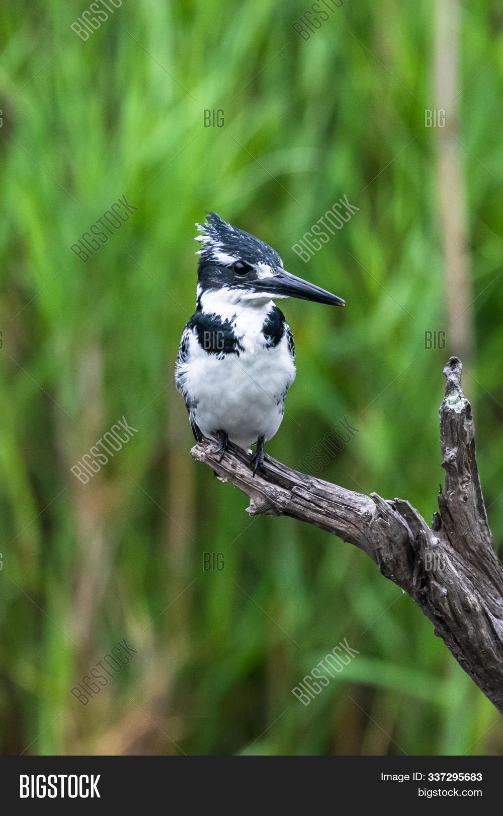amazon,amazona,america,animal,background,beak,beautiful,bird,birding,birdwatching,branch,brazil,cano,chloroceryle,color,colorful,costa,cute,fauna,feather,female,forest,green,jungle,kingfisher,male,natural,nature,negro,ornithology,outdoor,perched,rainforest,rica,river,shrimp,small,tarcoles,tree,tropical,water,white,wild,wilderness,wildlife,wing