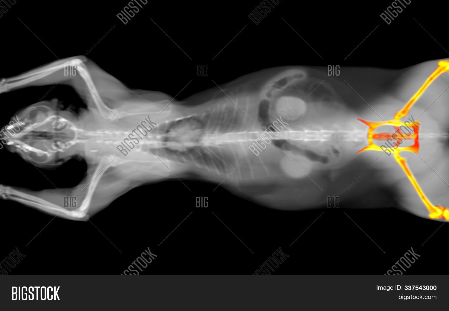 Black And White Ct Scan Of A Cat On A Black Background. Orthopedic ...