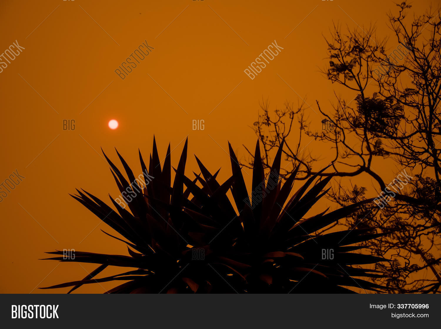Australian Bushfire: Trees Silhouettes And Smoke From Bushfires Covers ...