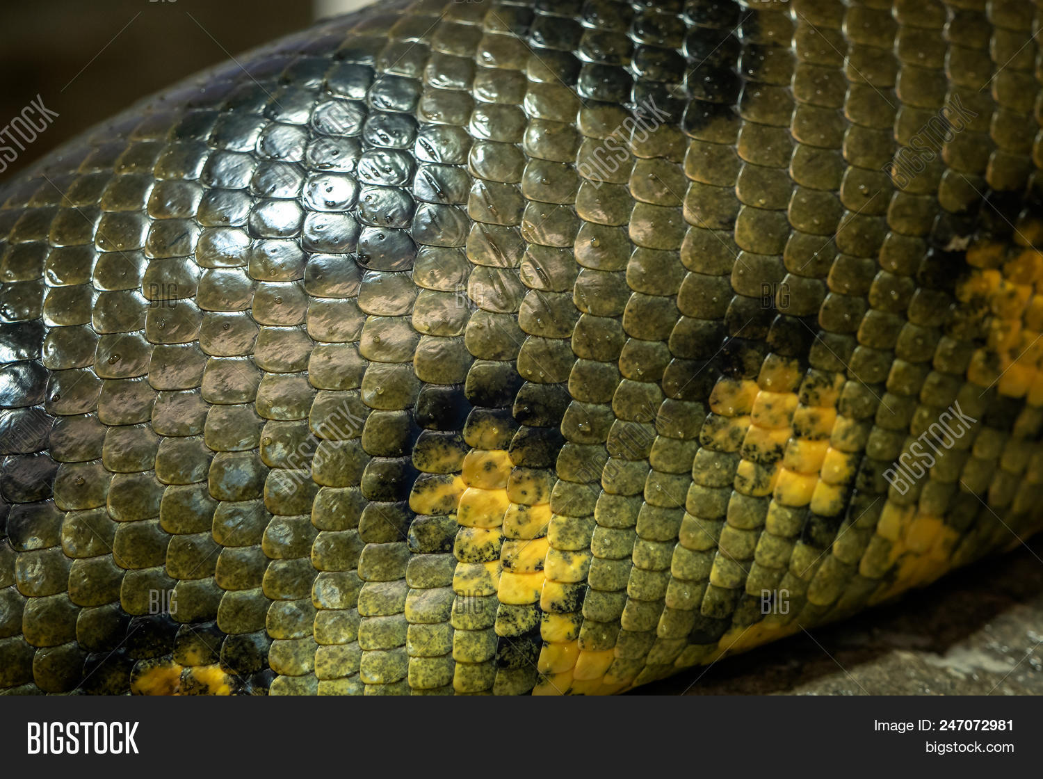 america,anaconda,animal,background,beautiful,brown,color,constrictor,creature,danger,dangerous,detail,eunectes,exotic,green,large,life,murinus,pattern,predator,reptile,scale,scaly,serpent,skin,snake,tongue,tropical,wild,wildlife,yellow