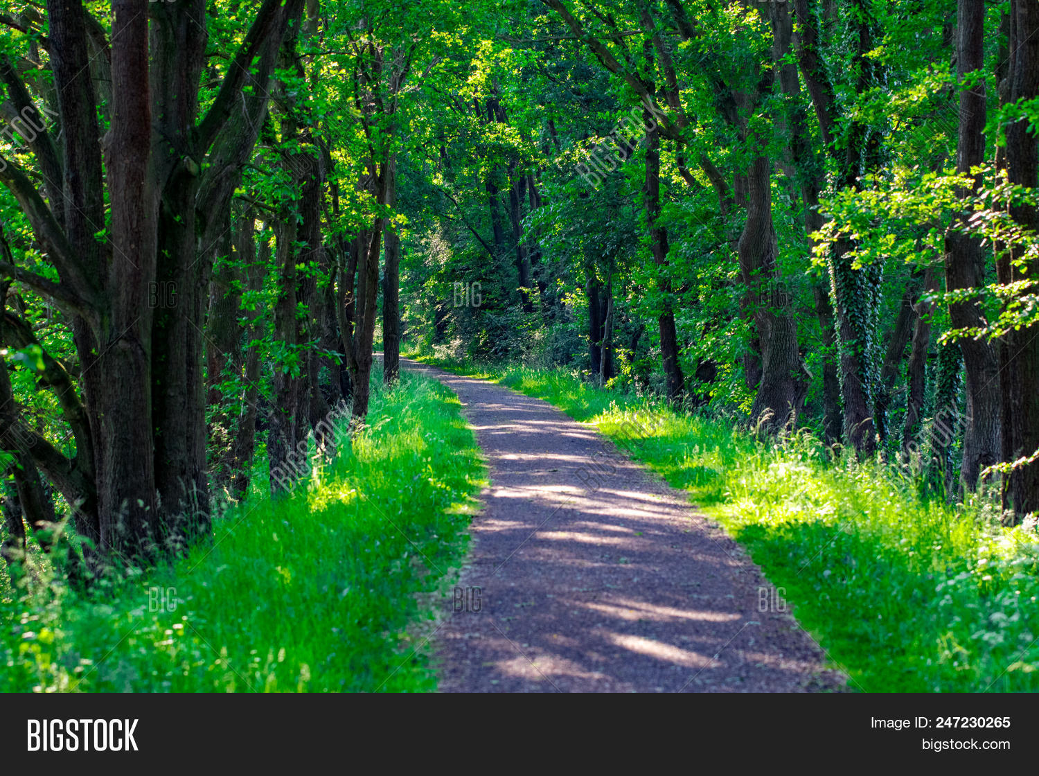 beautiful,beauty,beech,belarus,branches,bright,deciduous,deciduousforest,environment,europe,foliage,footpath,forest,garden,german,green,grove,hill,horizontal,landscape,landscaping,lane,leaf,lush,nature,nobody,outdoor,panorama,panoramic,park,path,pathway,plants,road,russia,russian,scene,scenery,spring,summer,sunny,travel,tree,tunnel,walk,walkway,way,wild,wood