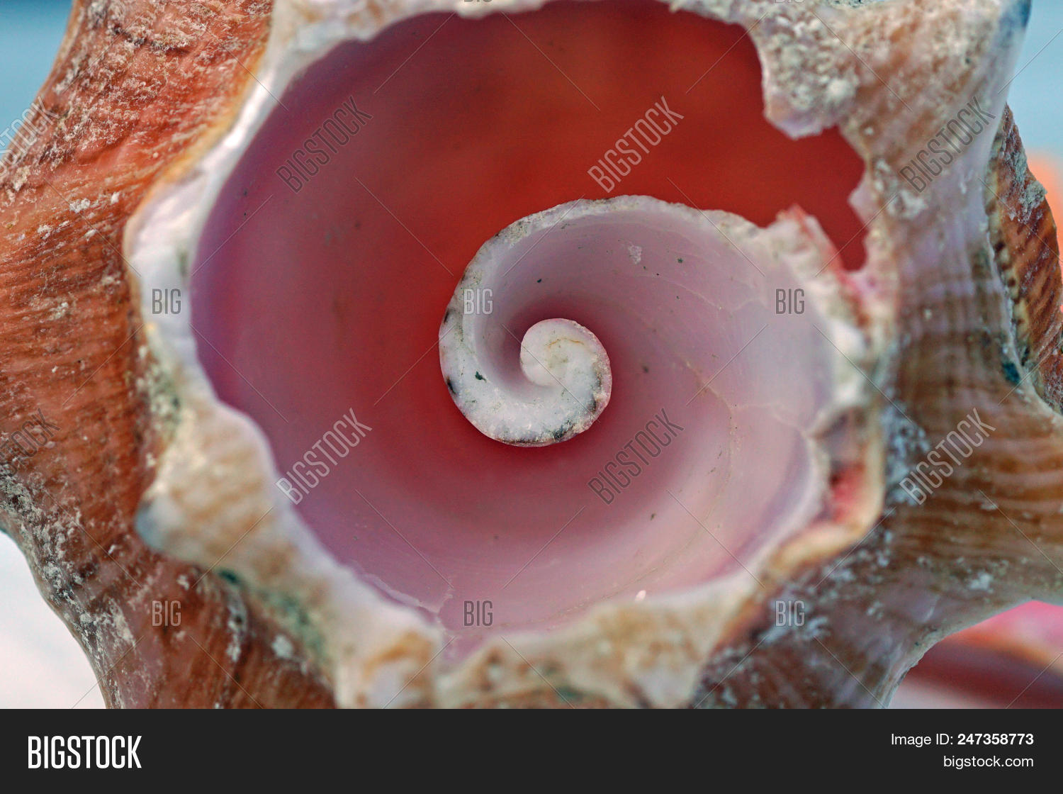 Bahamas,Caribbean,The,beach,conch,coral,introspection,inward,mollusk,ocean,pink,sea,shell,spiral,thinking