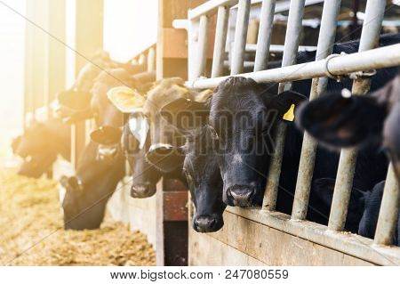 Dairy Cattle In A Cow Shed Eating Silage At Feeding Time. - Stock Image ...