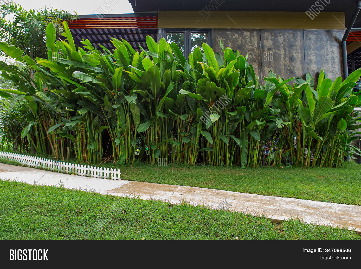 abstract,agriculture,alocasia,araceae,asia,background,beautiful,botanic,caladium,cocoyam,colocasia,cultivated,dasheen,ear,ecology,eddoe,elephant,esculenta,evergreen,fern,field,fresh,freshness,garden,green,growth,herbaceous,herbs,japanese,large,leaf,lush,nature,nobody,outdoor,pattern,perennial,plant,shape,succulent,summer,taro,tropical