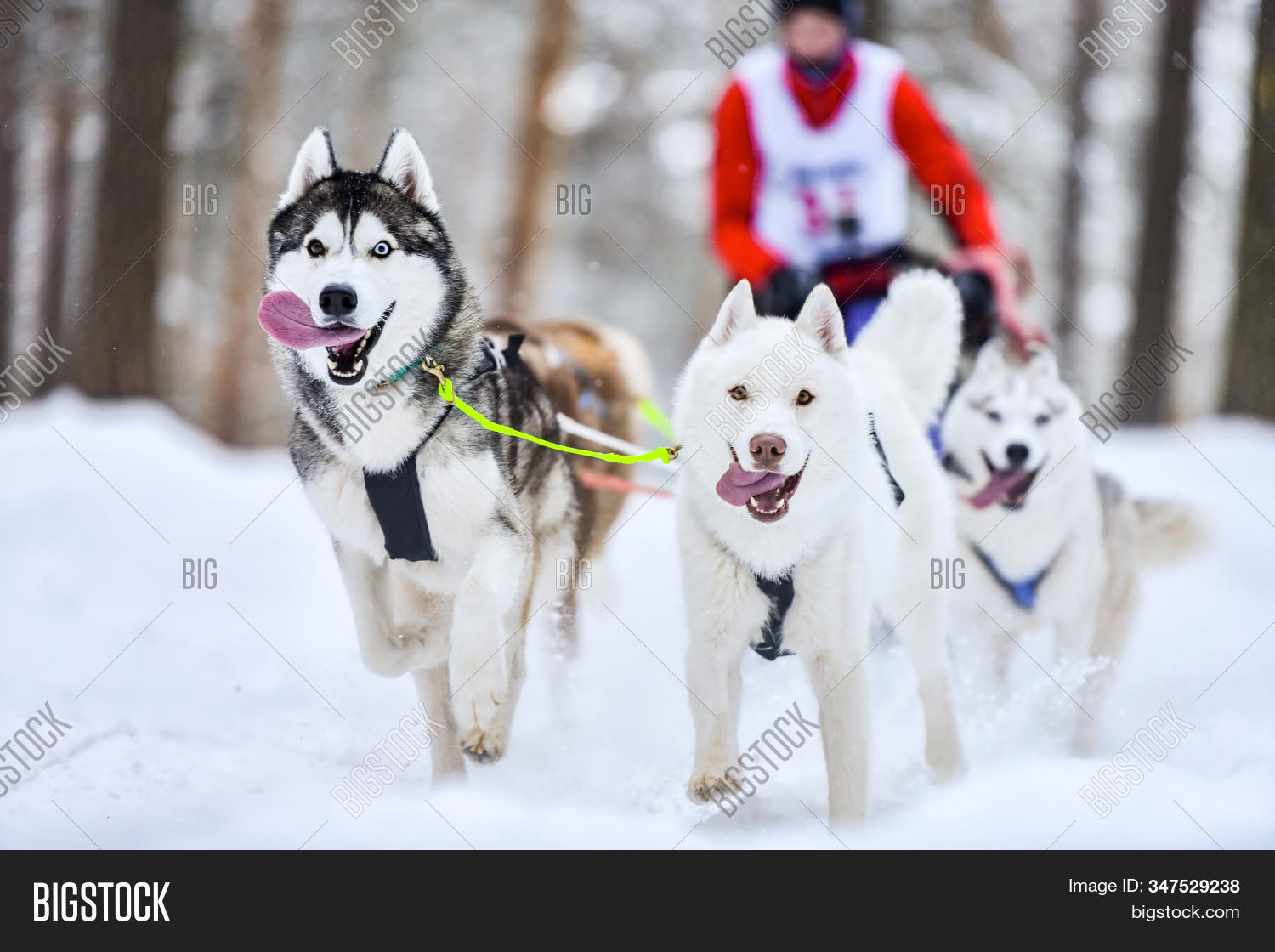 sled, 																					dog, 																					race, 																					husky, 																					mushing, 																					musher, 																					driver, 																					competition, 																					siberian, 																					sport, 																					championship, 																					harness, 																					action, 																					animal, 																					beautiful, 																					breed, 																					outdoor, 																					canine, 																					cold, 																					young, 																					speed, 																					eyes, 																					fast, 																					kennel, 																					pedigree, 																					pet, 																					run, 																					sledge, 																					sleigh, 																					snow, 																					team, 																					active, 																					white, 																					winter, 																					wolf, 																					cute, 																					doggy, 																					friend, 																					fur, 																					happy, 																					health, 																					polar, 																					purebred, 																					track, 																					pull, 																					friendship, 																					tongue, 																					dogsled, 																					stamina, 																					north