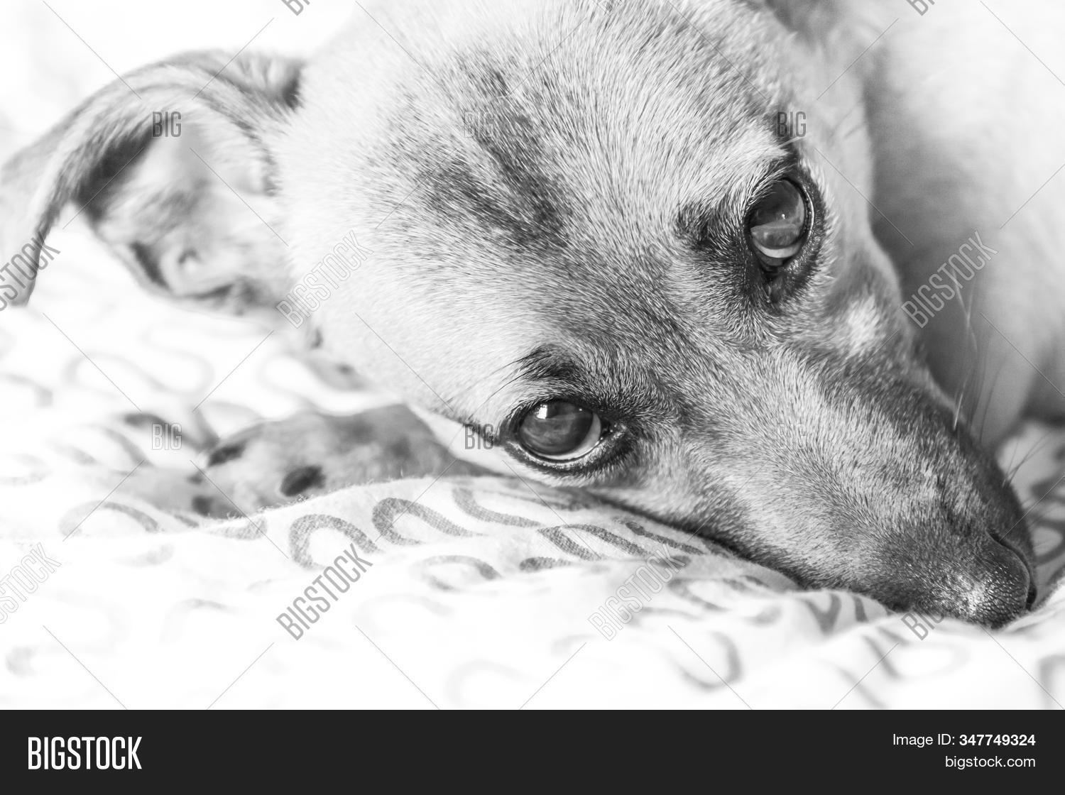 adorable, 																					animal, 																					baby, 																					background, 																					beautiful, 																					breed, 																					brown, 																					camera, 																					canine, 																					cute, 																					dog, 																					doggy, 																					domestic, 																					face, 																					friendship, 																					funny, 																					fur, 																					german, 																					golden, 																					grass, 																					isolated, 																					labrador, 																					little, 																					looking, 																					love, 																					lovely, 																					mammal, 																					nature, 																					new, 																					newborn, 																					one, 																					pedigree, 																					pet, 																					playing, 																					portrait, 																					pug, 																					pup, 																					puppy, 																					purebred, 																					retriever, 																					shepard, 																					sitting, 																					small, 																					studio, 																					training, 																					white, 																					yellow, 																					young