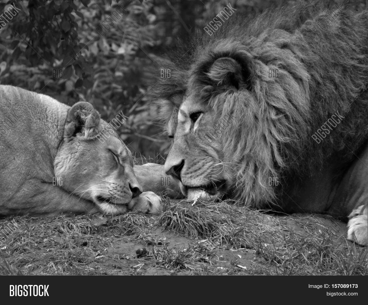 lion,lioness,lying,side,Beautiful,beautiful.,Black,white