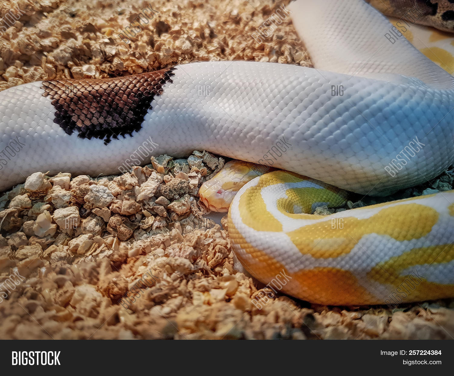 albino,animal,background,beauty,burmese,closeup,color,cute,danger,dangerous,exotic,golden,hand,looking,natural,nature,pattern,pet,python,reptile,skin,snake,white,wildlife,wood,yellow,zoology