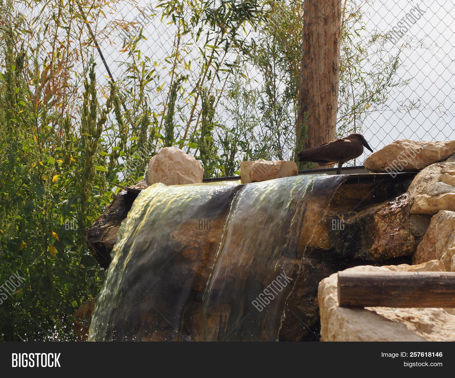 2018,animal,avian,bird,black,blue,brown,cascade,day,europe,fauna,feather,flora,france,gray,green,grey,hamerkop,nature,outdoor,park,plumage,pond,river,rock,scopus,stone,umbretta,veterinary,villars-les-dombes,wader,wading,water,waterfall,wild,wildlife