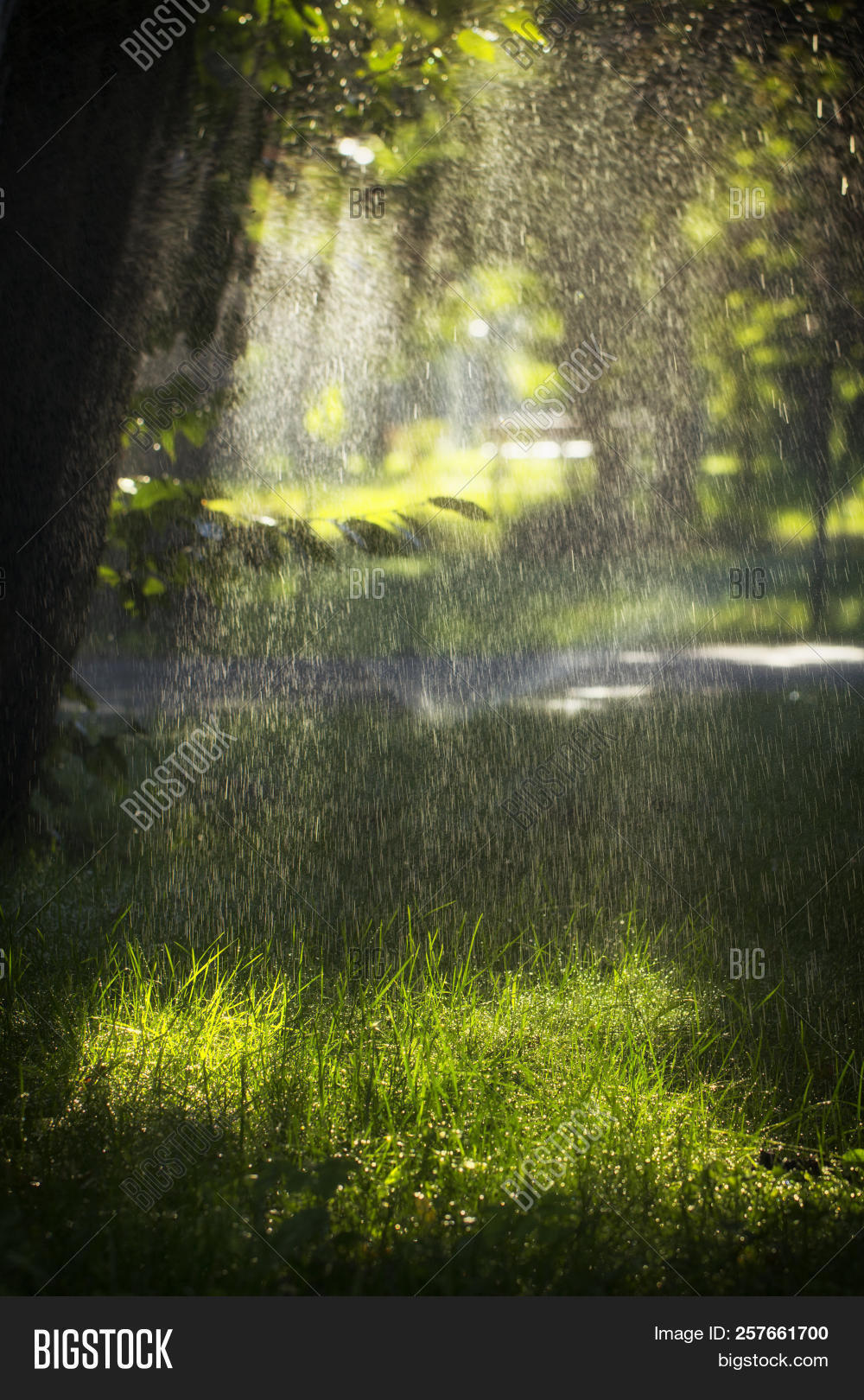 amazon,asia,background,buddha,buddhism,coastal,environment,evening,fantasy,fir,fog,foliage,forest,green,ground,jungle,landscape,light,meditation,morning,moss,mountain,myanmar,nature,nepal,old,palm,rain,rainy,river,roots,shadow,summer,swamp,thailand,tourism,travel,tree,tropical,trunk,vegetation,weather,wet,wonderful,wood,yoga