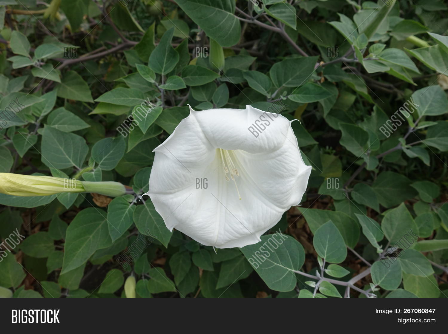 Datura,Indian,apple,bloom,blossom,branch,bud,bush,devil's,florescence,flower,foliage,garden,grayish,green,greenery,herbaceous,inflorescence,innoxia,inoxia,leaf,leafage,lovache,medicinal,metel,meteloides,moonflower,nacazcul,nature,ornamental,outdoors,park,petal,plant,poisonous,pollen,pricklyburr,sacred,shrub,summer,thornapple,tolguache,toloache,toloatzin,trumpet,trumpet-shaped,vegetation,white