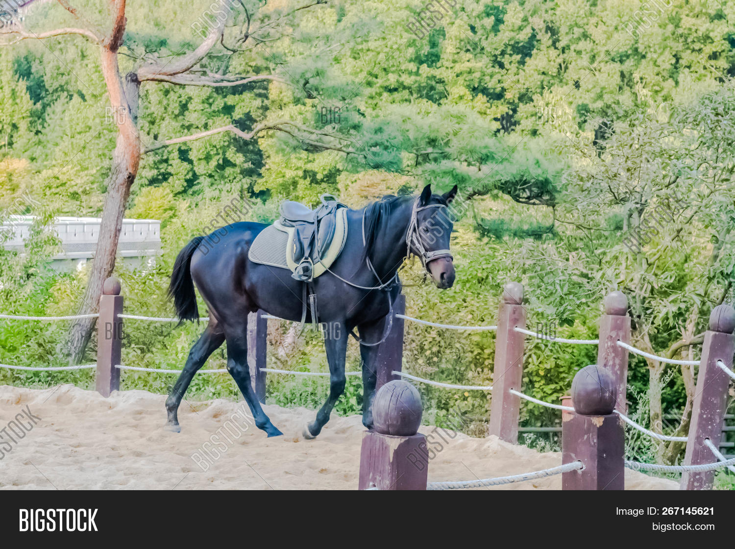 adult,agricultural,animal,beautiful,bridle,brown,country,countryside,domestic,domesticated,enclosure,environment,equestrian,equine,farm,fenced,green,halter,horse,land,landscape,livestock,mammal,mane,mare,natural,nature,outdoor,park,pasture,pet,profile,public,rural,saddle,sandy,spring,stables,stallion,summer,tack,thoroughbred,travel,woodland