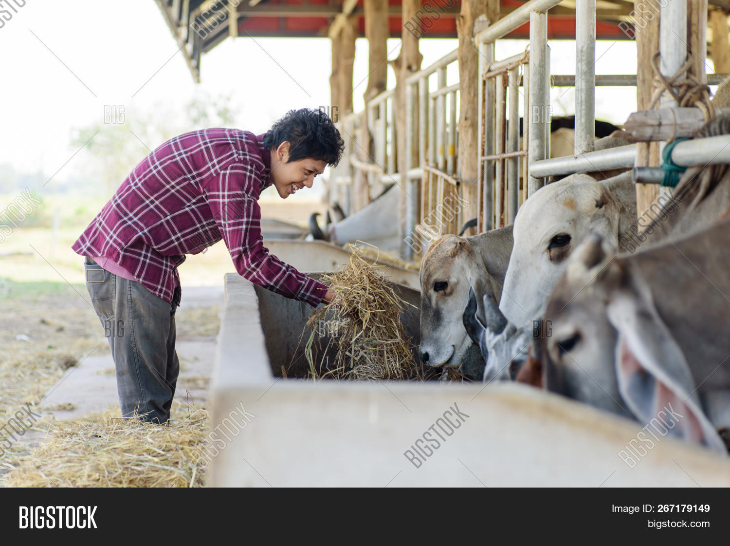 Thai,adult,agriculture,animal,asian,beef,cattle,cow,cowshed,farm,farmer,farming,feed,feeding,hay,livestock,mammal,man,outdoor,people,person,portrait,rice,smile,straw