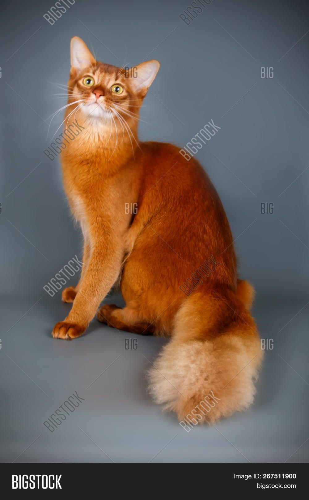 adorable,animal,background,beautiful,black,blue,breed,brown,cat,color,cute,dark,dog,domestic,fluffy,friend,fun,funny,illustration,indoors,isolated,kitten,letter,look,mammal,one,orange,pedigree,pet,purebred,red,ruddy,sign,small,somali,studio,velvet,white,young