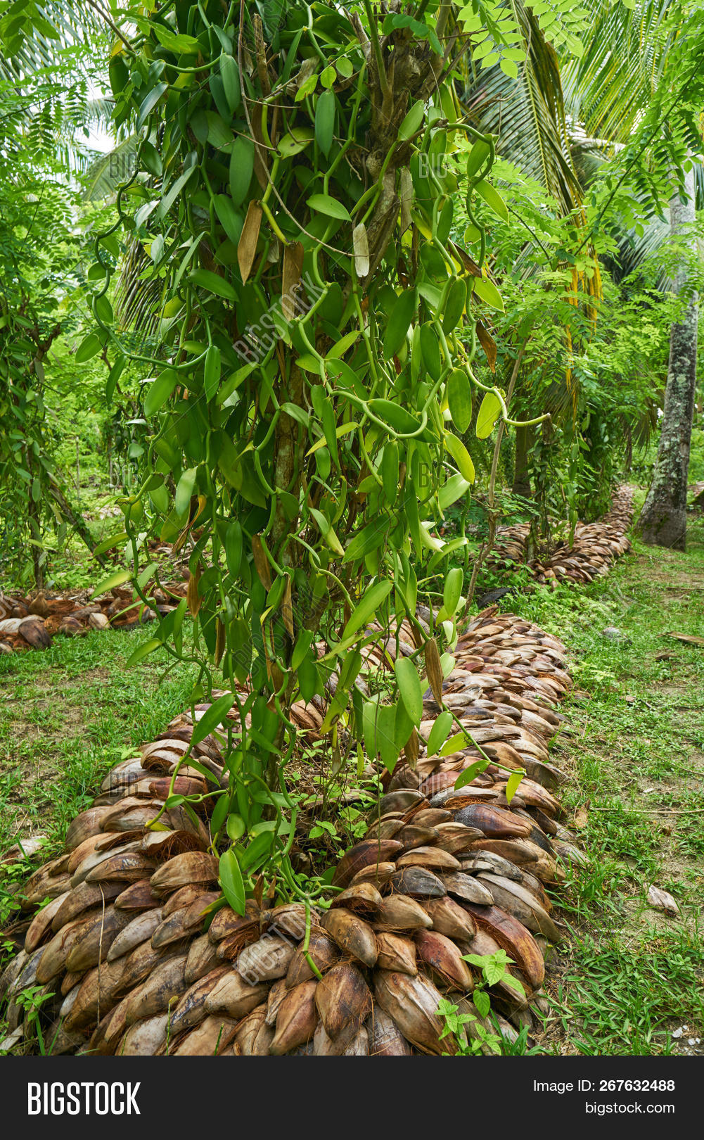agriculture,coconut,day,digue,exotic,fragrance,green,holidays,indian,island,jungle,la,landscape,mahe,manufacture,nature,ocean,park,plantation,praslin,resort,rural,seychelles,sky,spice,tourism,travel,tropics,vanilla,weekend