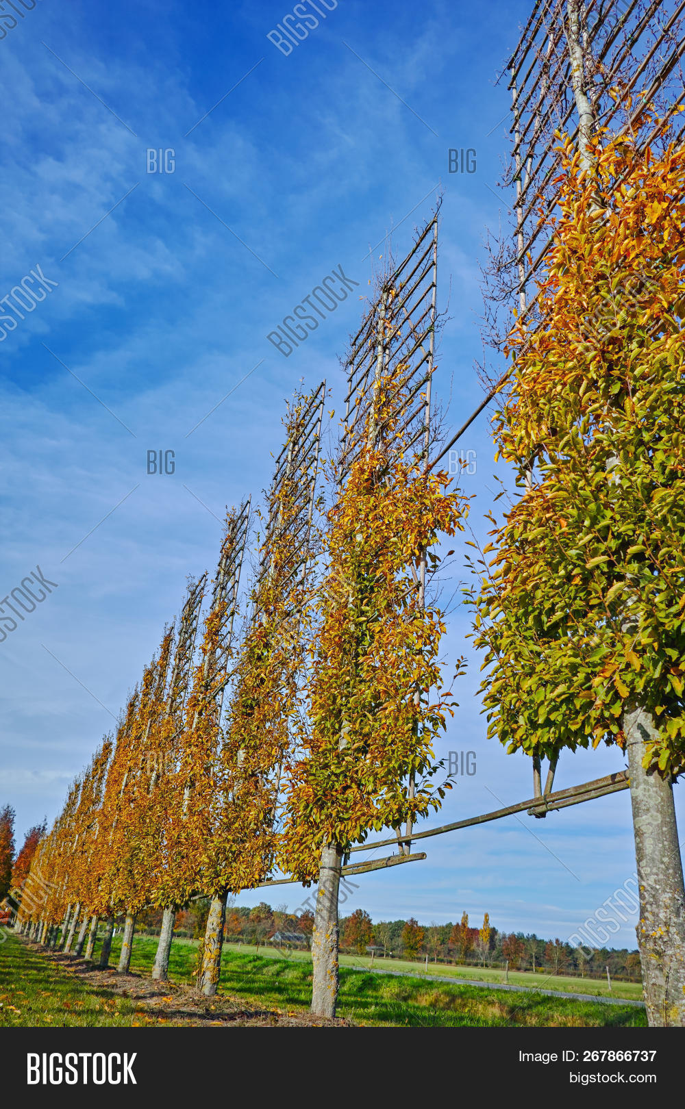Belgian,Netherlands,agriculture,alder,alnus,architects,autumn,background,cultivation,cut,design,dutch,espaliered,expensive,farm,fence,foliage,form,frame,garden,gardening,green,greenery,grey,grow,growing,growth,horizontal,horticulturalist,landscape,large,leaf,nature,nursery,outside,park,plant,plantation,range,row,sell,shape,speckled,style,tree