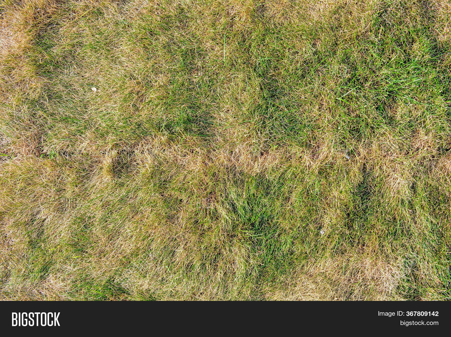 concepts, 																					guidance, 																					landscaped, 																					landscaping, 																					mottled, 																					suburb, 																					turf, 																					earth, 																					tiling, 																					flooring, 																					disease, 																					dying, 																					infection, 																					grunge, 																					health, 																					carpet, 																					yard, 																					environmental, 																					die, 																					path, 																					space, 																					floor, 																					lawn, 																					death, 																					textured, 																					photography, 																					backyard, 																					weathered, 																					land, 																					unhealthy, 																					dirty, 																					ecology, 																					greenery, 																					material, 																					grass, 																					meadow, 																					green, 																					walkway, 																					dead, 																					farmland, 																					block, 																					soil, 																					herb, 																					ground, 																					grassland, 																					hay, 																					vegetation, 																					straw, 																					dry, 																					footpath