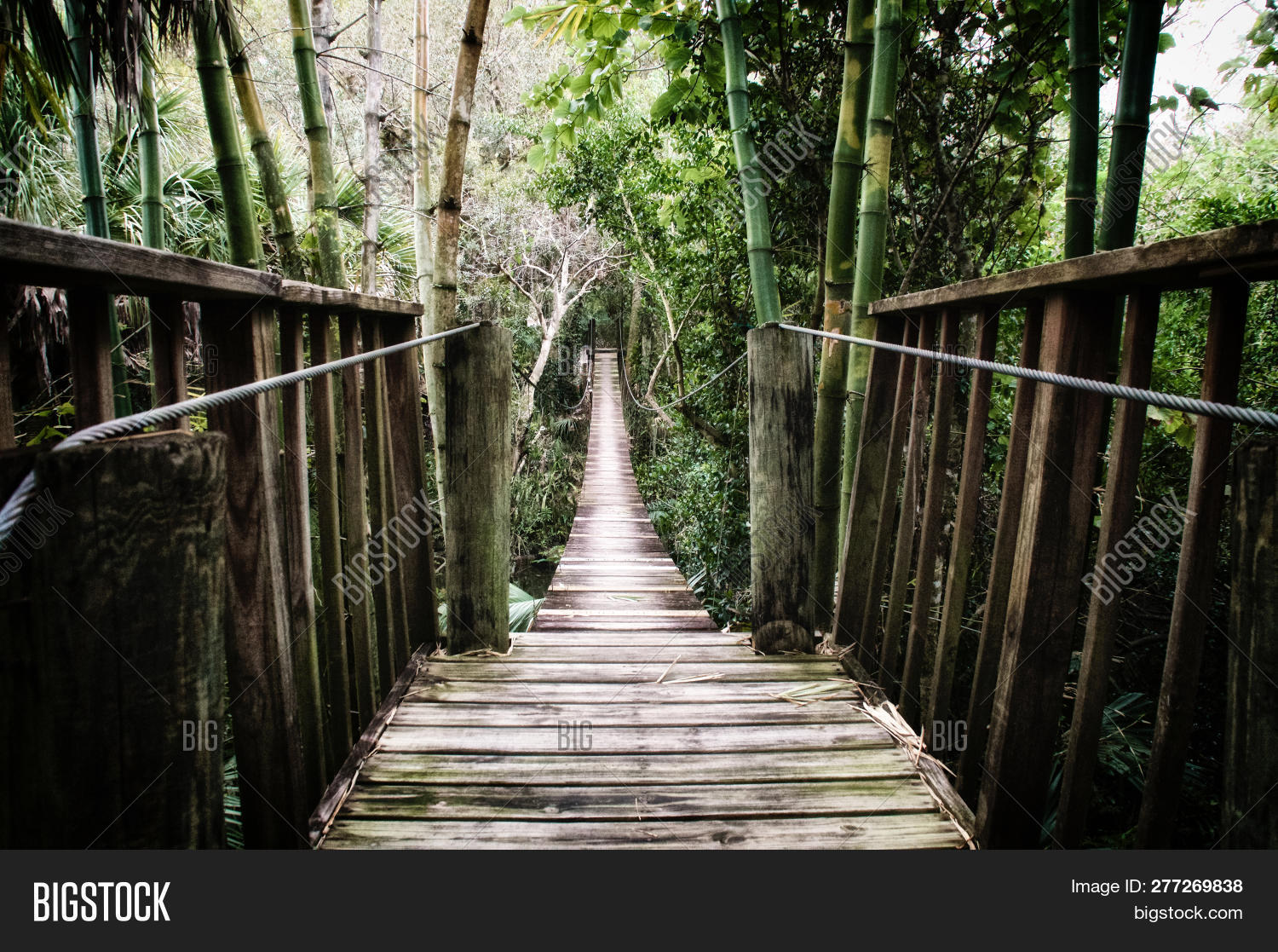 bamboo,bridge,cable,dark,desaturated,environment,estero,evening,florida,forest,ft,grass,green,jungle,land,myers,nature,no,oak,one,outdoors,outside,palm,people,perspective,pine,planks,plants,point,primitive,protected,rain,river,shaded,spooky,stylized,sub,subtropical,suspension,trees,tropical,untouched,vanishing,vegetation,vines,wild,wilderness,wood,wooden