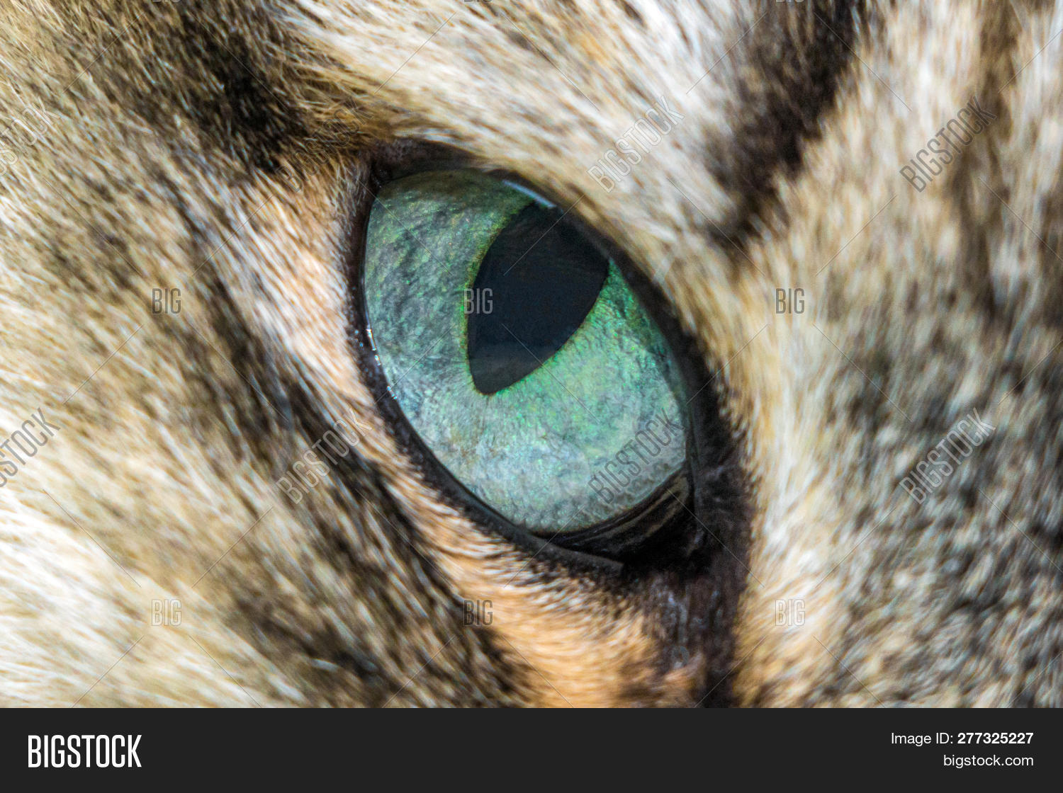 Siberian,Tabby,animal,aquamarine,background,beautiful,beauty,bed,blue,cat,close,closeup,cute,domestic,emerald,emotion,eye,face,feline,flag,fluffy,funny,fur,furry,hair,head,home,kitten,light,look,looking,mammal,nature,one,pet,portrait,pretty,soft,turquoise,whisker,white,young