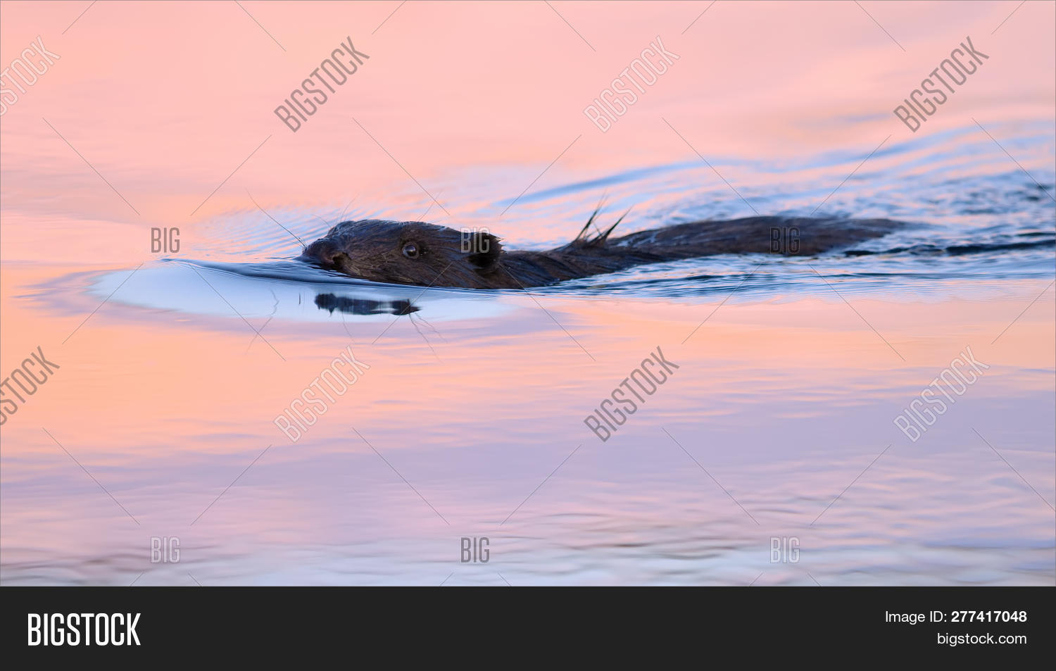 Eurasian Beaver Swimming At The Colorful Sunset Image Stock Photo 277417048