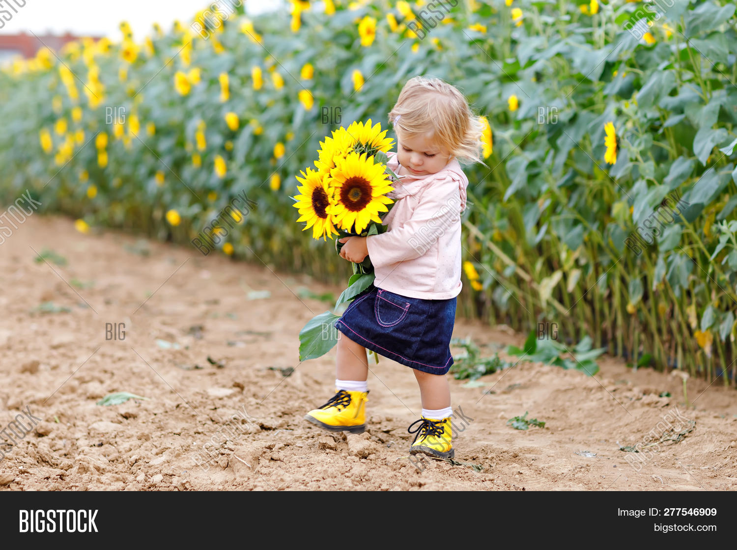 agriculture,aroma,baby,beauty,caucasian,child,childhood,color,cute,dress,face,field,flower,fun,garden,girl,grass,green,grow,hair,happiness,happy,health,holding,joy,kid,landscape,leaf,life,lifestyle,little,meadow,nature,outdoor,people,plant,playing,portrait,pretty,smell,smile,sniff,summer,sun,sunflower,sunlight,toddler,yellow,young
