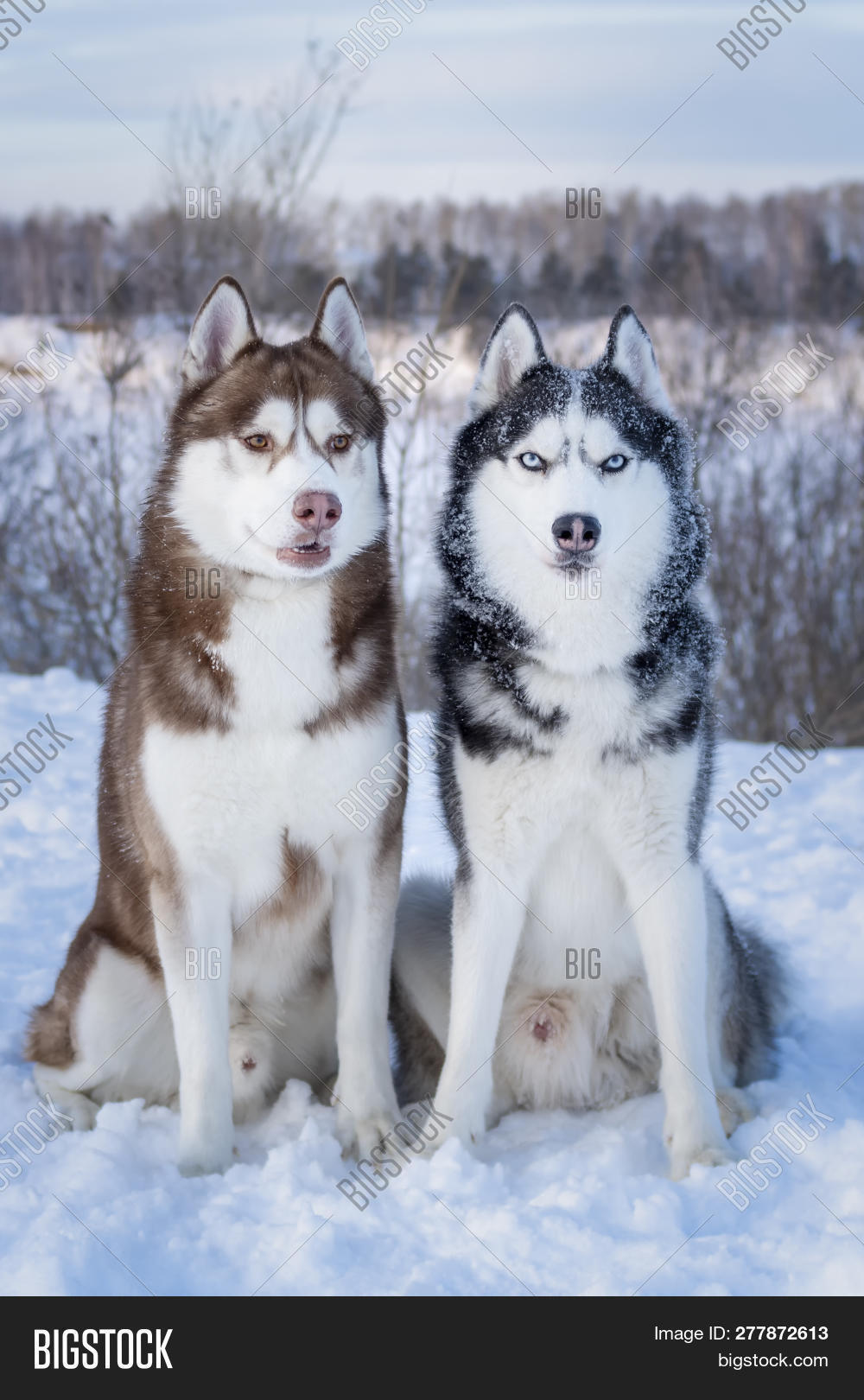 alert,amber,arctic,beautiful,blue,breed,chukchi,color,cute,dogs,energy,eyes,front,full,huskies,look,loyal,mesmerizing,northeast,portrait,siberian,snow,two,view,winter