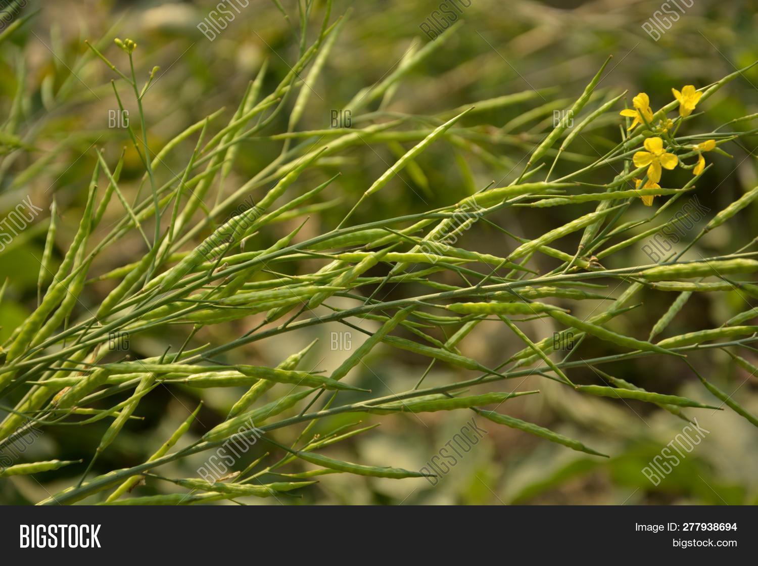 agriculture,background,beautiful,beauty,bengal,bloom,blossom,brassica,closeup,color,crop,edible,farm,field,flora,floral,flower,food,fresh,freshness,garden,green,growing,indian,land,landscape,leaf,long,mustard,natural,nature,organic,outdoor,plant,pod,rapeseed,rural,scene,season,seed,skinny,spring,summer,west,yellow