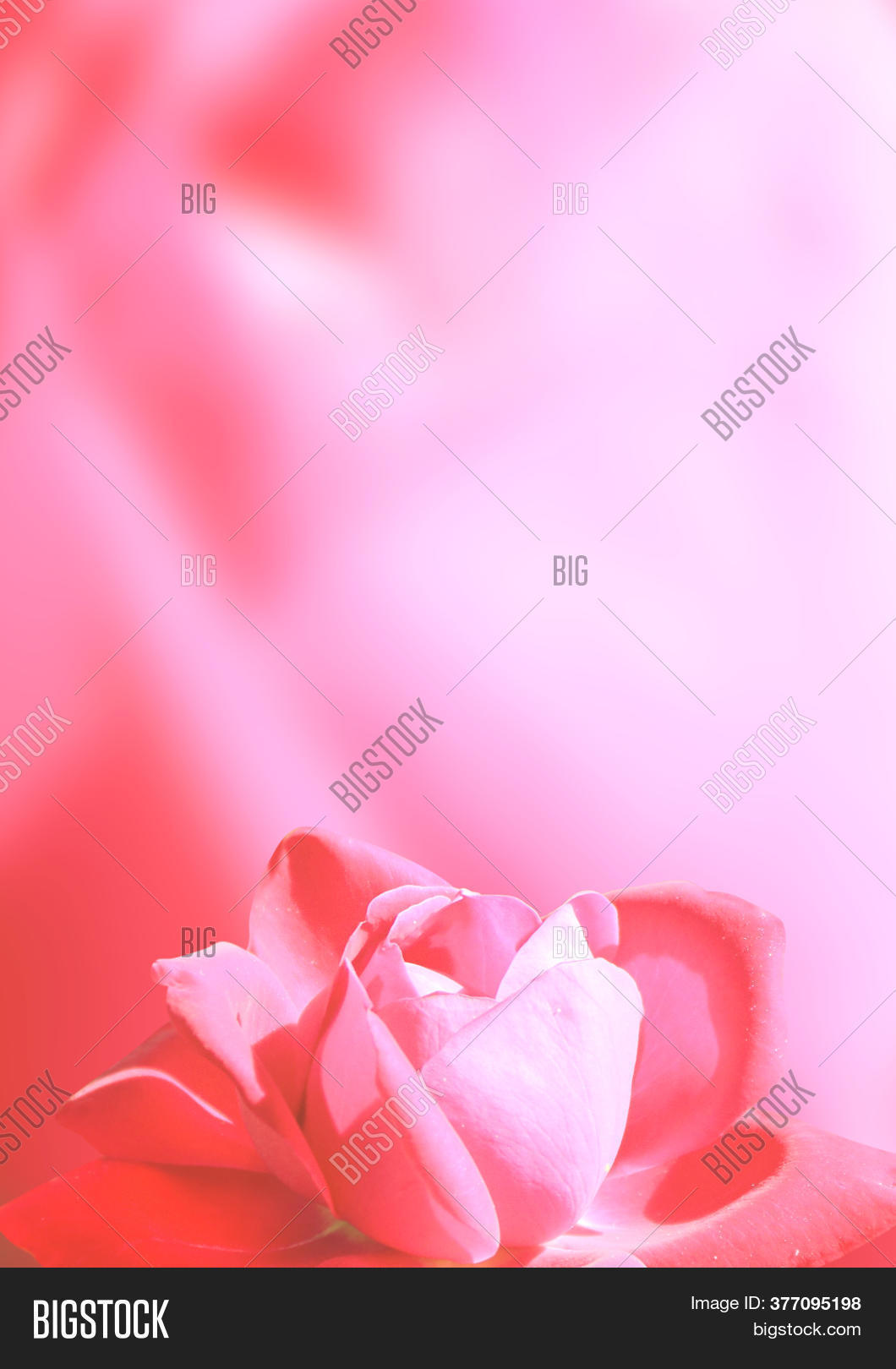 above, 																					background, 																					banner, 																					beautiful, 																					beauty, 																					blossom, 																					blur, 																					blurred, 																					card, 																					clear, 																					close-up, 																					color, 																					copy space, 																					environmental, 																					floral, 																					flower, 																					freshness, 																					garden, 																					growth, 																					head, 																					lit, 																					mock up, 																					nature, 																					ornamental, 																					pastel, 																					petal, 																					pink, 																					plant, 																					red, 																					romance, 																					romantic, 																					rose, 																					soft, 																					softness, 																					spring, 																					summer, 																					vertical