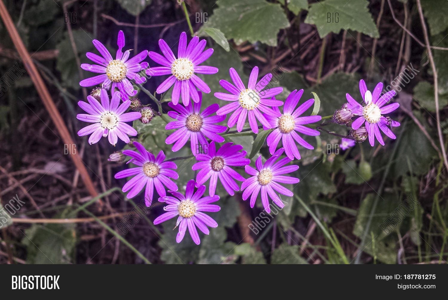 bloom,blooming,canario,canary,chorology,composite,de,dicotyle,ecology,endemic,endemical,flor,flora,flourishing,flower,herb,island,mayo,native,northern,outdoor,perennial,pericallis,plant,rare,spain,spanish,spring,tenerife,tusilago,tussilaginis,violet,wild