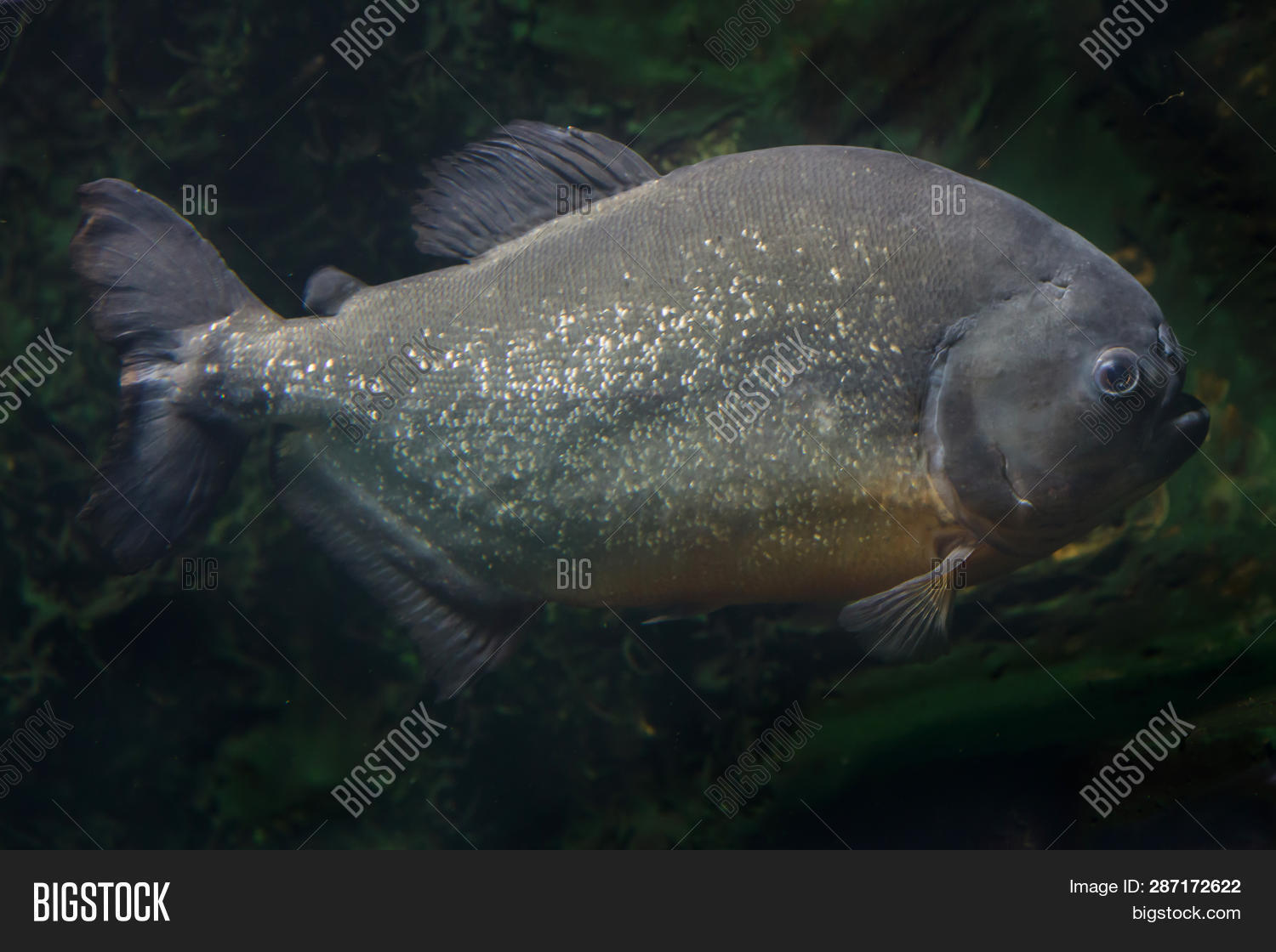 Tambaqui Colossoma Macropomum Also Known As The Giant Pacu Image 