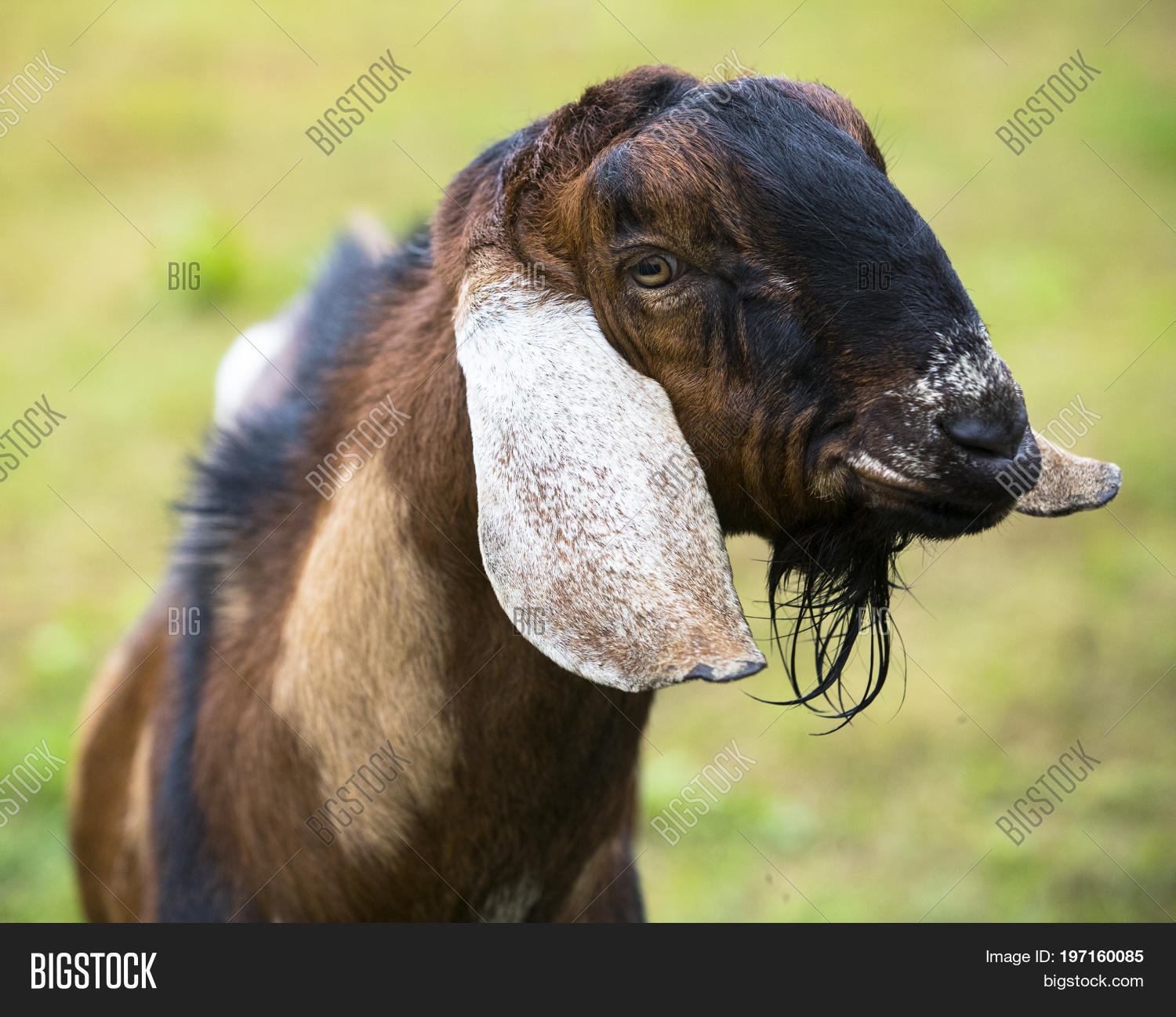 anglo nubian,anglo-nubian goat,animal,big ears,breed,brown,color image,domestic,domestic goat,ears,english goat,farm animal,fauna,floppy ears,full frame,goat,greyhound goat,head,large ears,long ears,lop eared,lop-eared goat,mammal,meat,meat and milk breed,milk,nubian,nubian goat,pendulous ears,photo,photography,roman nose,vertical