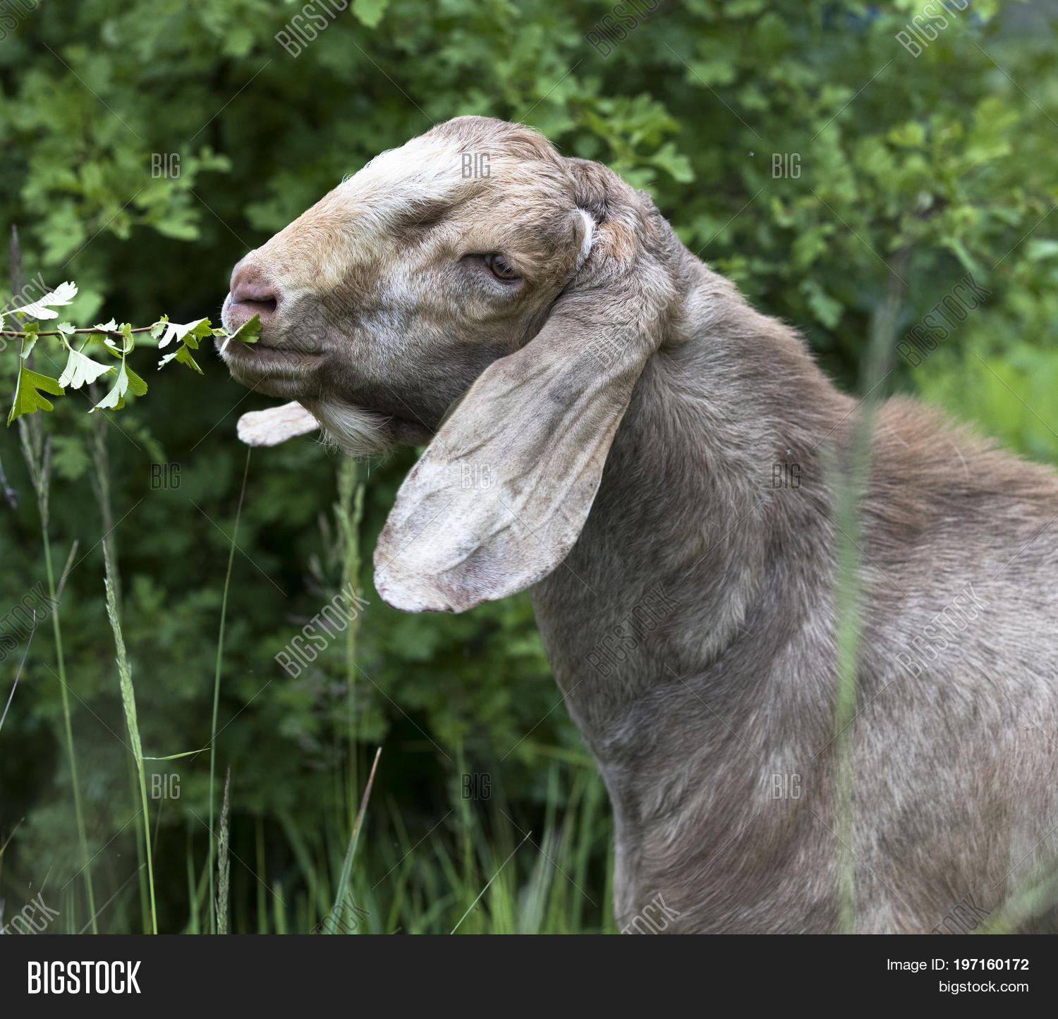 anglo nubian,anglo nubian goat,anglo-nubian goat,animal,big ears,breed,brown,color image,domestic,domestic goat,ears,english goat,farm animal,fauna,floppy ears,full frame,goat,greyhound goat,head,large ears,long ears,lop eared,lop-eared goat,mammal,meat,meat and milk breed,milk,nubian,nubian goat,pendulous ears,photo,photography,roman nose,vertical
