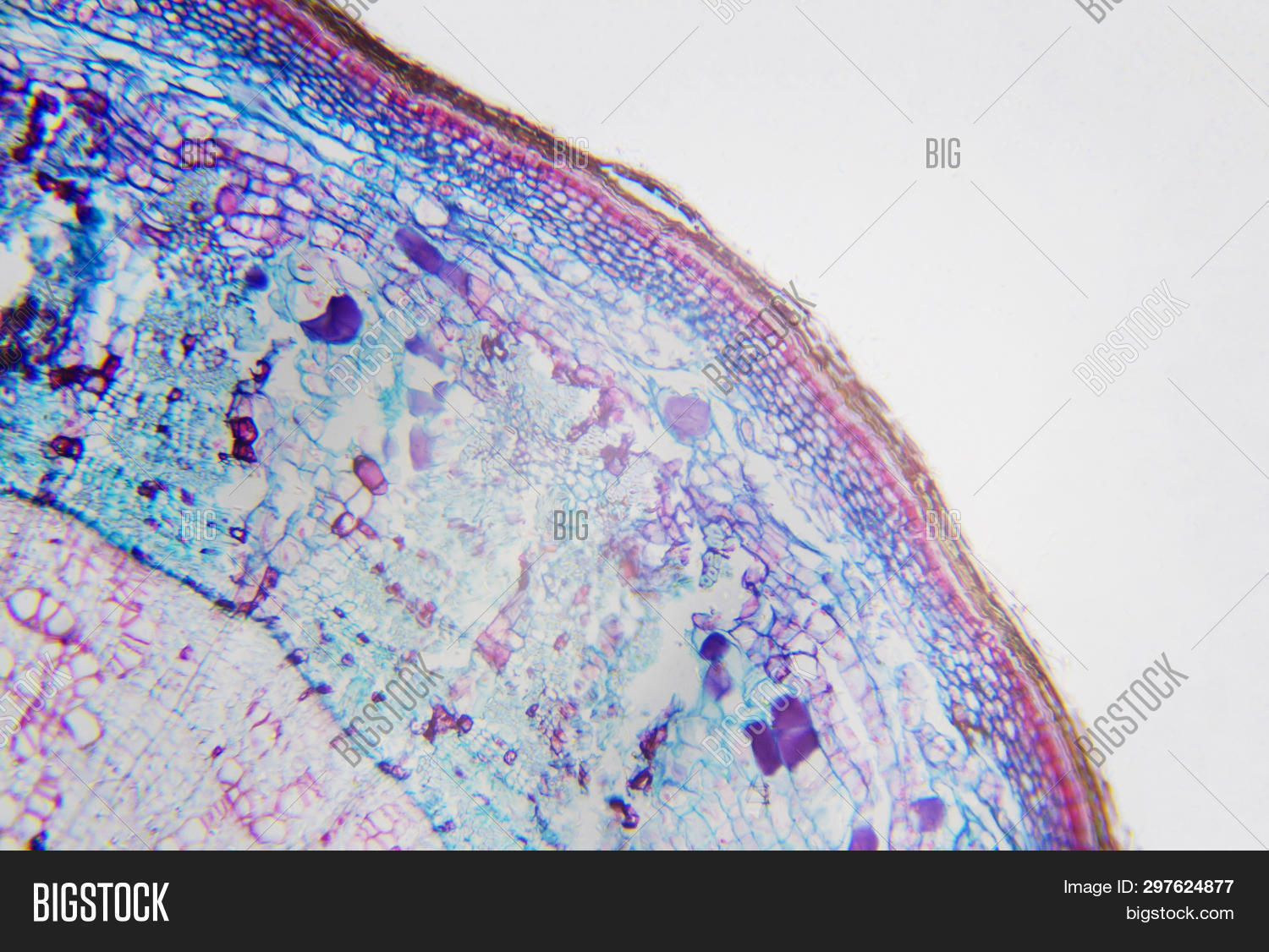 Xylophyta,biological,biology,biotechnology,botanic,botany,cell,close,close-up,college,color,cut,detail,education,examination,experiment,exploration,flower,histology,investigation,life,macro,magnification,magnified,medicine,membrane,micro,microbiology,microorganism,microphotography,microscope,microscopic,microscopy,molecular,nature,plant,preparation,root,science,scientific,section,slide,structure,student,training,university,up