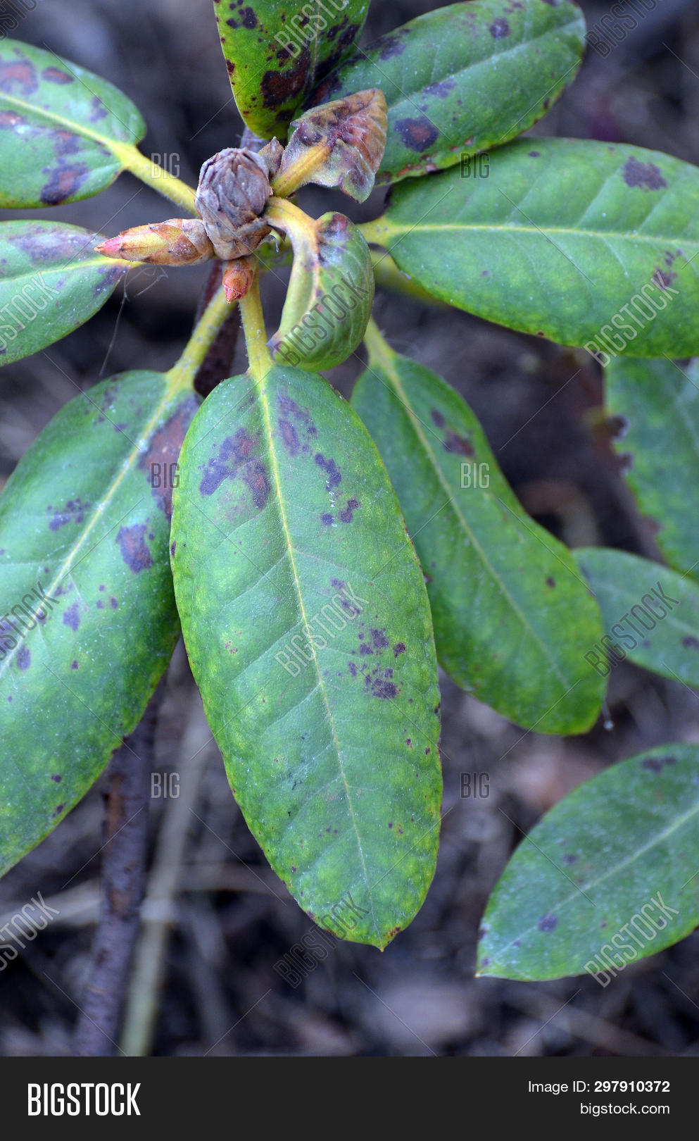 agriculture,aphid,azalea,biology,blight,bloom,blossom,botany,brown,canker,chancroid,chlorosis,chlorotic,closeup,damage,disease,diseased,downy,fungal,fungi,fungus,garden,gardener,gardening,green,growing,growth,infection,insect,leaf,leaves,macro,mealybug,mildew,mold,mushroom,natural,nature,outdoor,parasite,pathology,pest,pesticide,plant,problem,repellent,rhododendron,spot,spring,tree