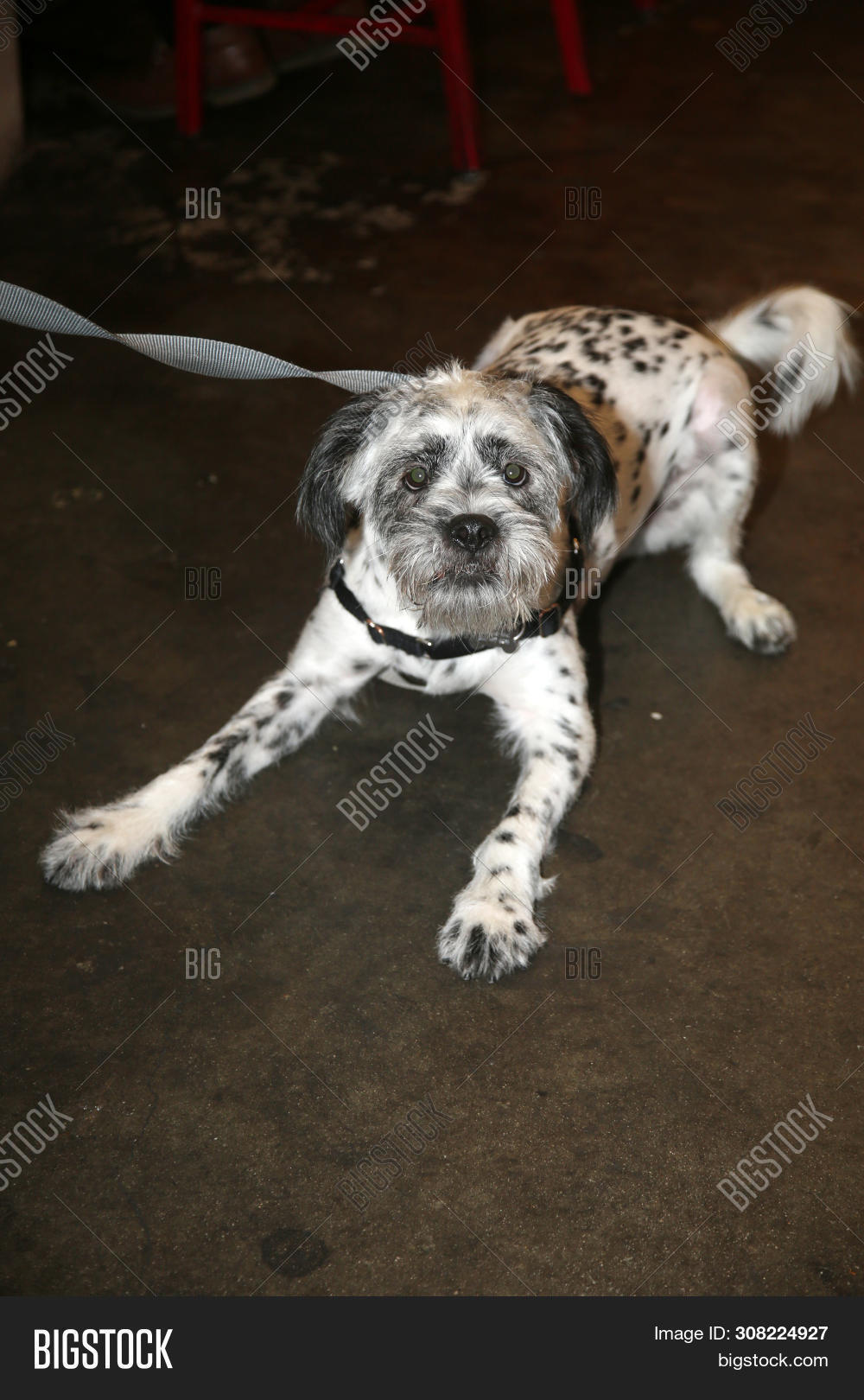 adorable,animal,beautiful,black spot dog,brown,canine,cute,dalmatian,dalmatian dog,dogs,domestic,mammal,mans best friend,nature,one,pet,portrait,puppy cute,puppy dog,puppy isolated,puppy playing,shi tsu,shih tzu,shih tzu dog,shih tzu isolated,white,young