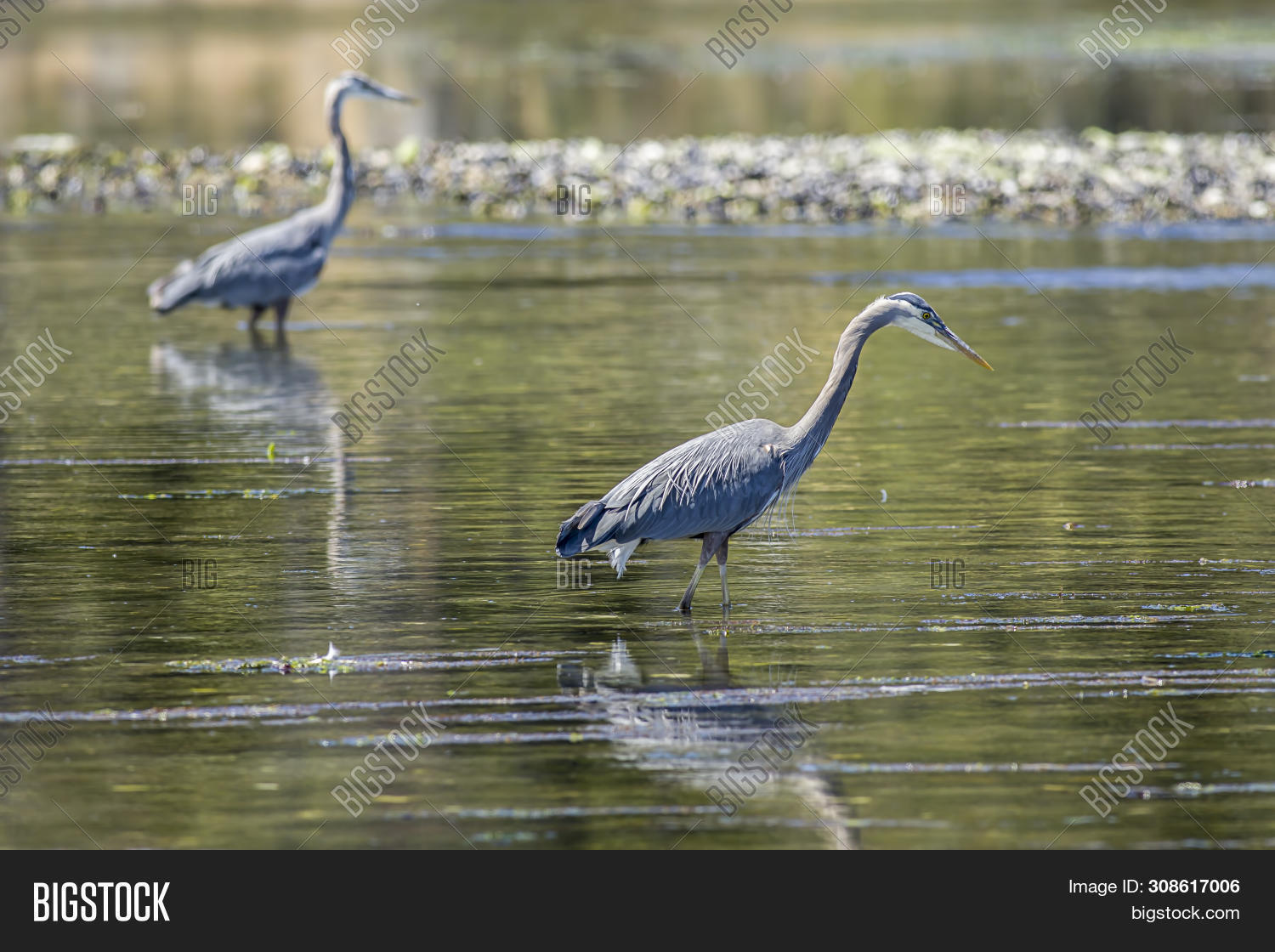Canada,Esquimalt,animal,ardea,avian,background,bay,bc,beak,beautiful,beauty,big,bird,birding,birdwatching,blue,colorful,environment,eye,fauna,feather,graceful,great,grey,herodias,heron,lake,large,legs,long,nature,neck,outdoor,pond,standing,victoria,water,wetland,white,wild,wildlife,wings