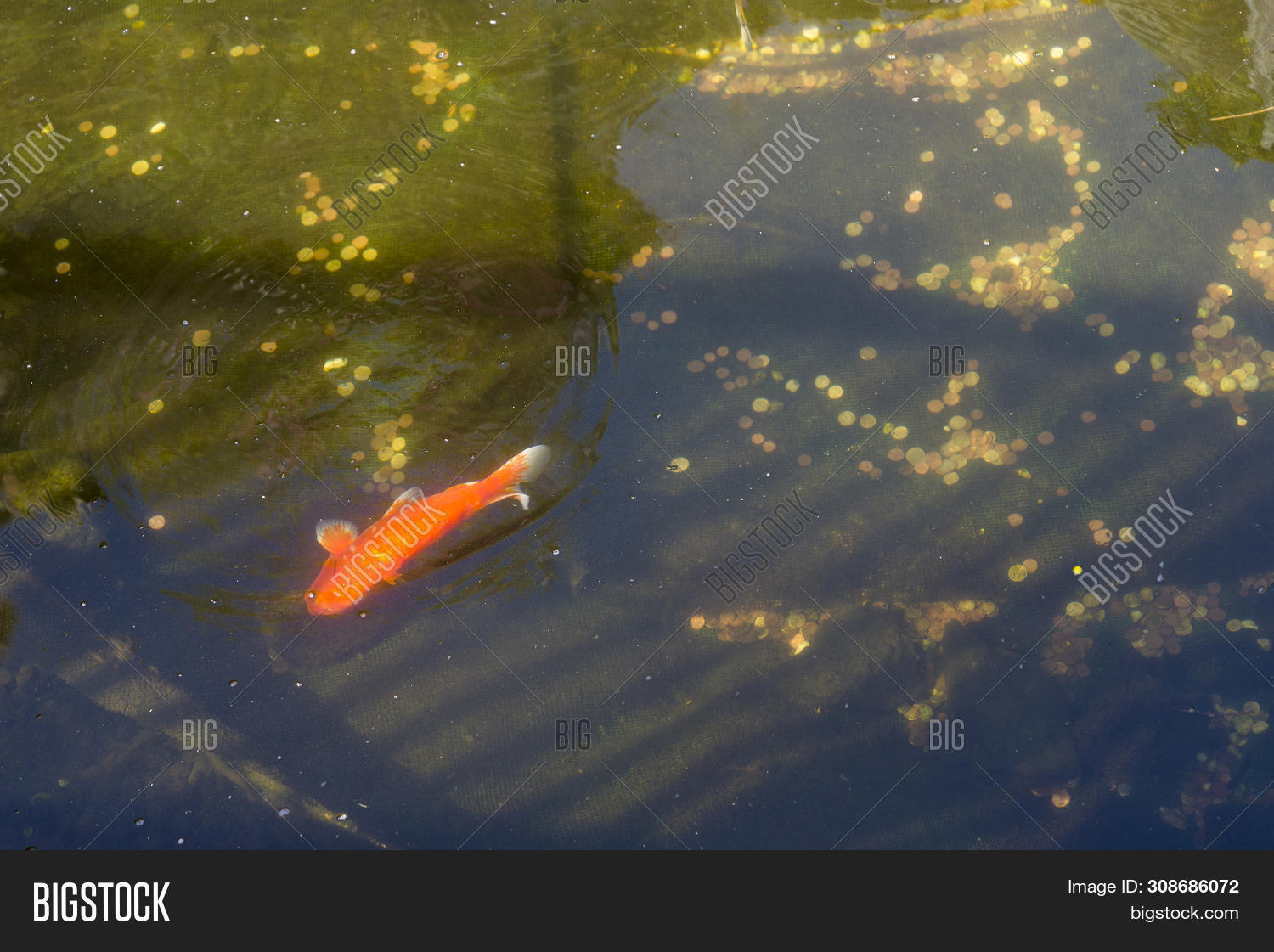 animal,aquarium,aquatic,asia,asian,background,beautiful,black,carp,coin,color,colorful,fauna,fish,fortunate,fortune,garden,gold,golden,goldfish,green,japanese,koi,lake,life,little,lucky,money,movement,natural,nature,orange,peaceful,pet,pond,pool,rainbow,red,relaxation,swim,swimmer,tank,tradition,traditional,tropical,underwater,water,white,yellow