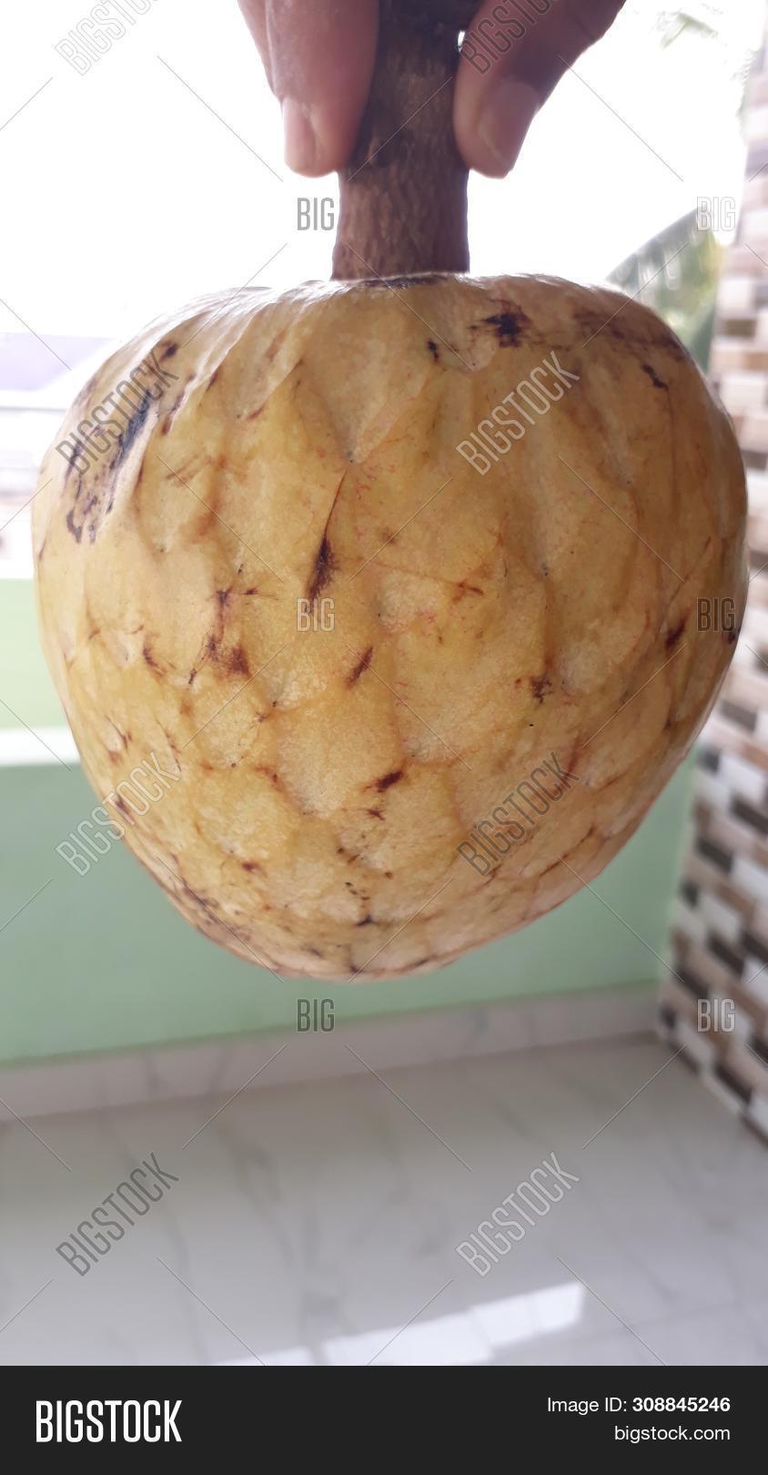 andhrapradesh,annona,apple,araku,asia,background,best,black,buah,bullocks,bulls,closeup,custard,eat,edible,famous,food,fresh,fruit,healthy,heart,image,india,latest,mulwo,natural,new,nona,orange,organic,oxheart,picture,popular,pulp,recent,relevant,reticulata,seeds,sugarapple,sweet,sweetsop,tasty,top,white,wild,yellow