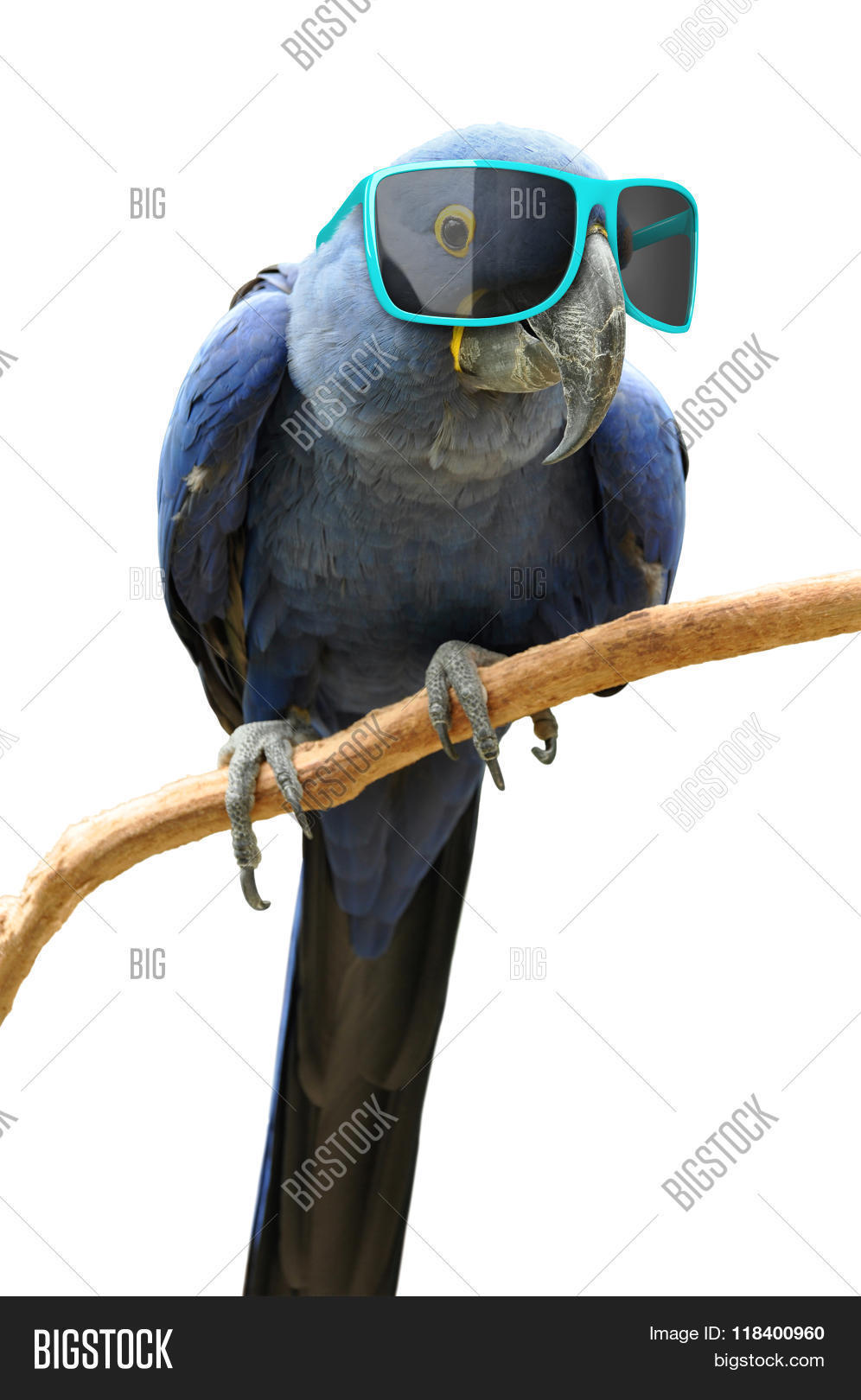 oversized fun glasses