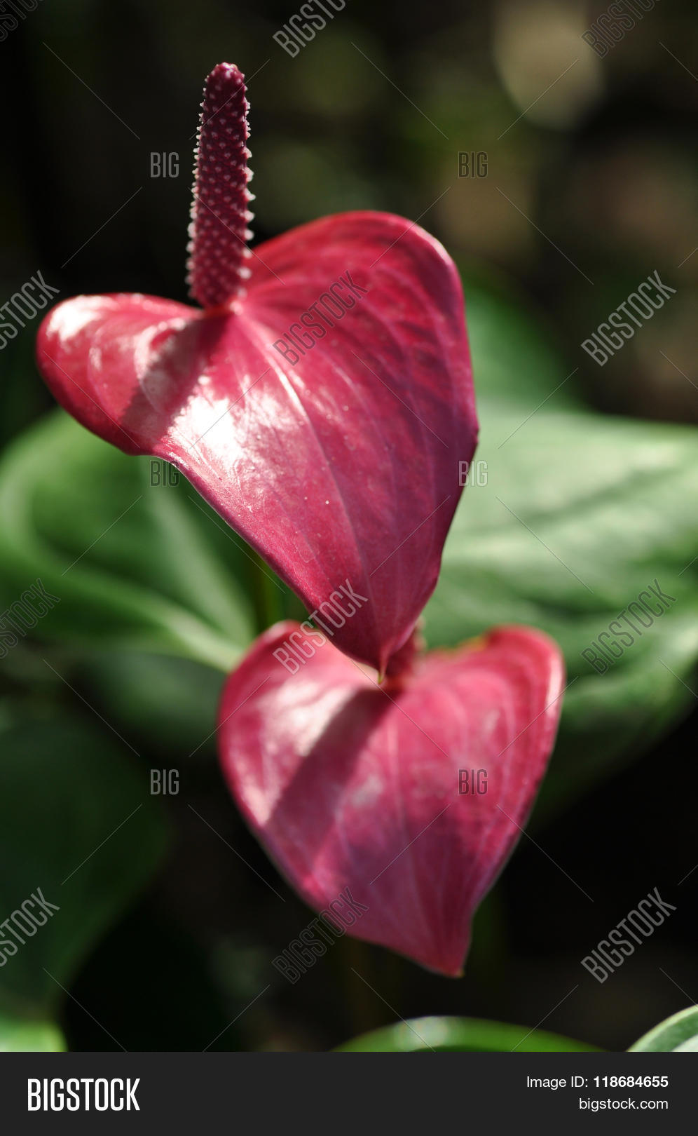 andreanum,anthurium,araceae,arum,beauty,bloom,blooming,blossom,botanical,botany,bunch,calla,closeup,colorful,decoration,details,elegance,exotic,flamingo,flora,floral,flower,fresh,garden,green,heart,laceleaf,leaf,lily,macro,natural,nature,petal,pink,pistil,plant,pollen,purple,red,romantic,shaped,shiny,spadix,spring,stamen,stem,summer,tropical,valentine,vibrant