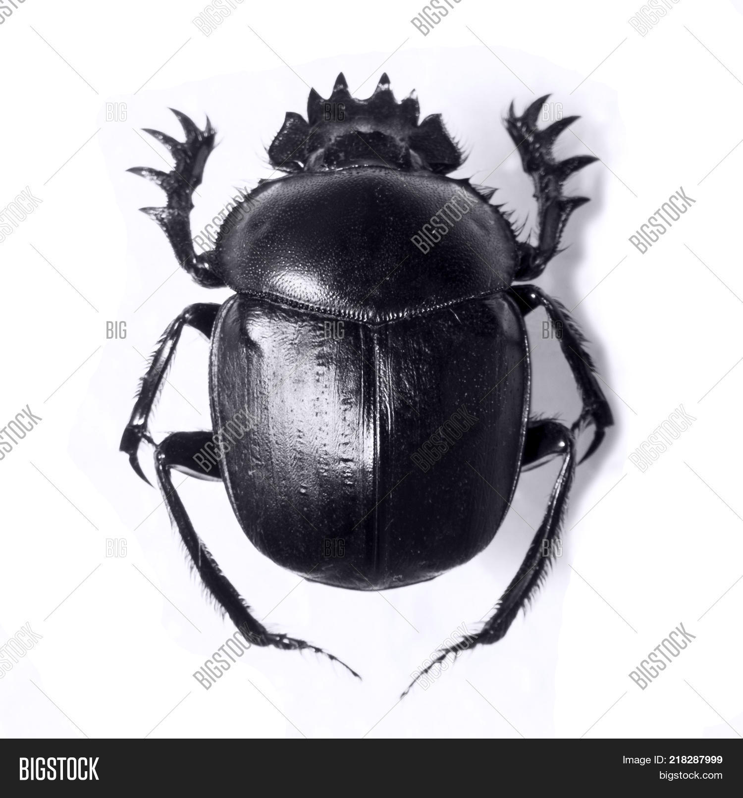 amulet,ancient,art,artifact,beautiful,beetle,black,blessed,bug,close,closeup,culture,egypt,egyptian,entomology,eyes,fetish,hieroglyph,history,holy,horus,icons,image,imitation,isolate,isolated,item,jewelry,little,metal,mythical,mythology,nice,old,pharaoh,ra,religion,sacred,scarab,shine,shiny,small,souvenir,symbol,symbolic,treasure,up,vintage,white,wings