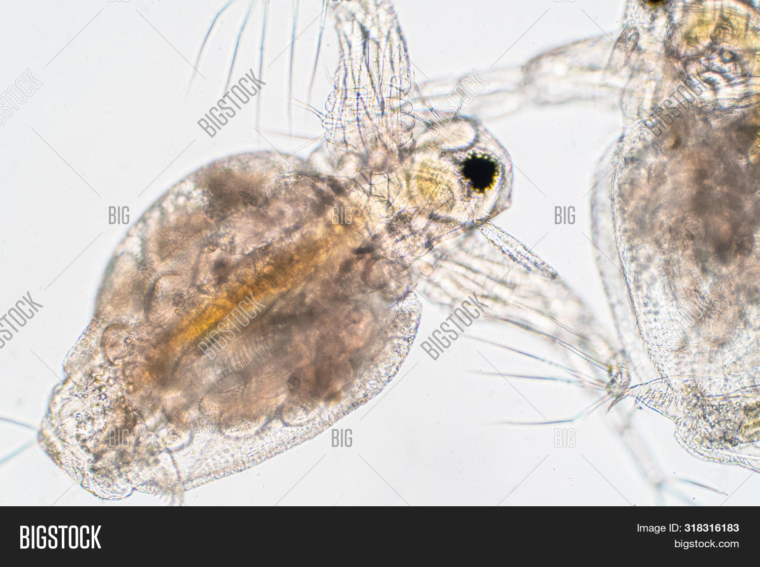 Water Flea (daphnia Magna) Is A Small Planktonic Crustacean Under ...