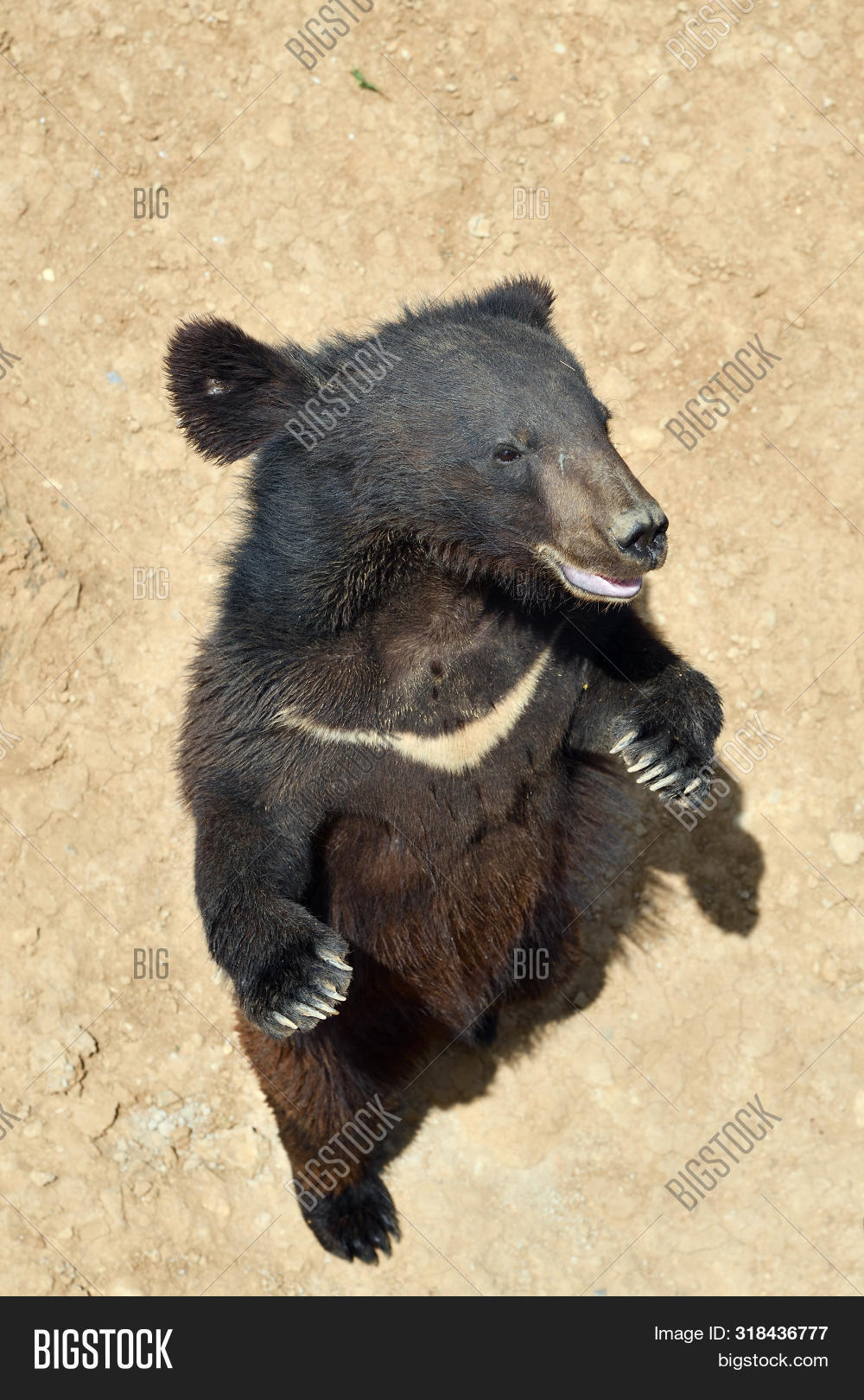Euarctos,Himalayan,Ursus,Ussuri,above,animal,asia,asian,asiatic,baribal,bear,big,black,breast,brown,carnivore,chest,claws,cub,cute,danger,fur,korea,little,lunar,mammal,moon,nature,north,predator,range,rock,standing,thibetanus,ursus,white,white-breasted,wild,wildlife
