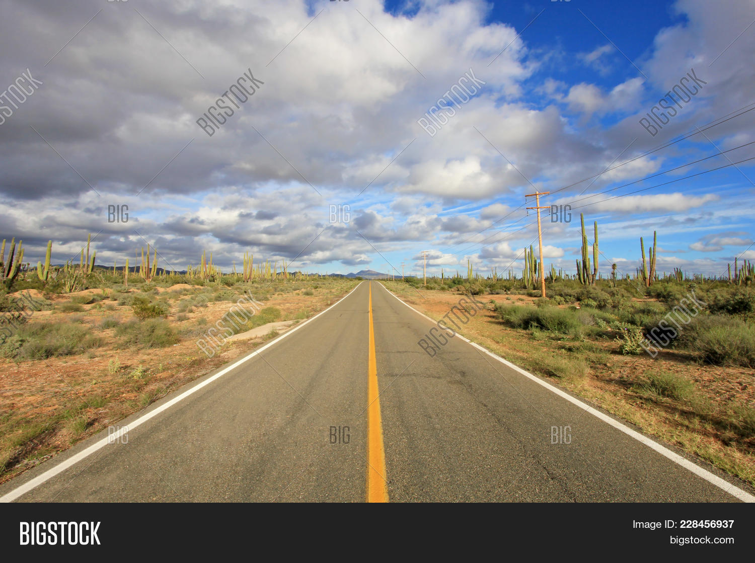 asphalt,baja,blue,cactus,california,cardon,desert,drive,dry,elephant,empty,endless,freedom,giant,green,highway,horizon,journey,landscape,line,long,mexican,mexico,nature,nobody,pachycereus,perspective,plant,pringlei,road,roadtrip,route,sand,scenery,scenic,sky,straight,street,summer,sunny,tallest,tourism,traffic,transportation,travel,trip,way