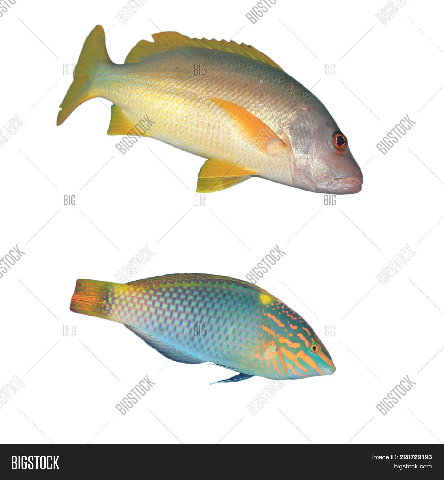 angelfish,animal,animals,aquarium,aquatic,background,beautiful,beauty,blue,collection,color,colorful,coral,dive,exotic,fauna,fish,fishing,goldfish,isolated,life,marine,nature,ocean,red,reef,saltwater,sea,set,snapper,swimming,travel,tropic,tropical,underwater,water,white,wild,wildlife,wrasse