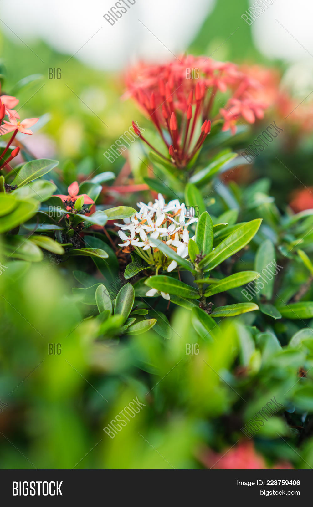 2018,Caribbean,Dominican,Republic,asian,background,beauty,bloom,blossom,bright,close,close-up,closeup,coccinea,colorful,delicate,elegant,exotic,flame,flora,floral,florescence,flower,fresh,garden,indian,inflorescence,islands,ixora,java,javanese,javanica,jungle,leaves,lovely,nature,outdoor,pacific,perennial,plant,pretty,red,relax,small,travel,tropical,vacation,vibrant,vivid,wallpaper